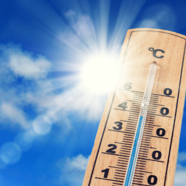 canicule.jpeg
