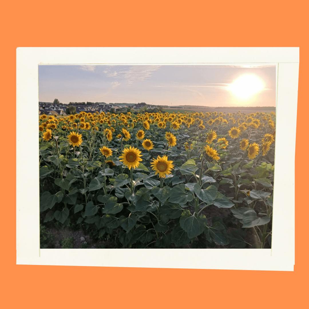 C.P - Concours photo 4.png