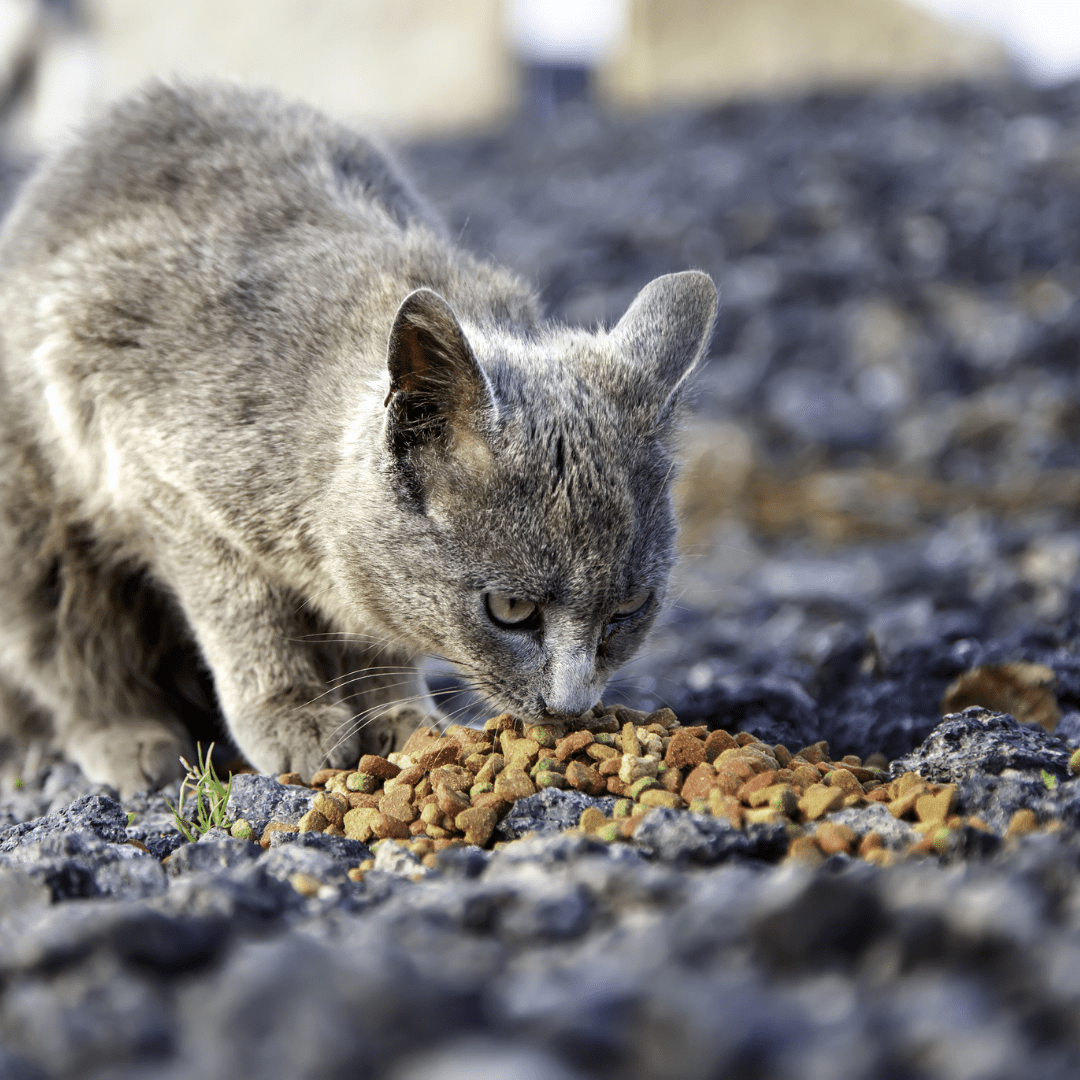 Photo -nourir chat.png