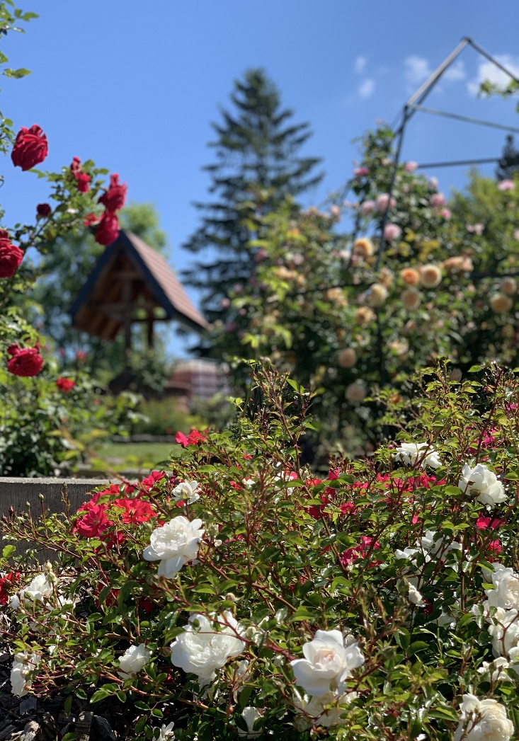 Roseraie_D4V_17.jpg
