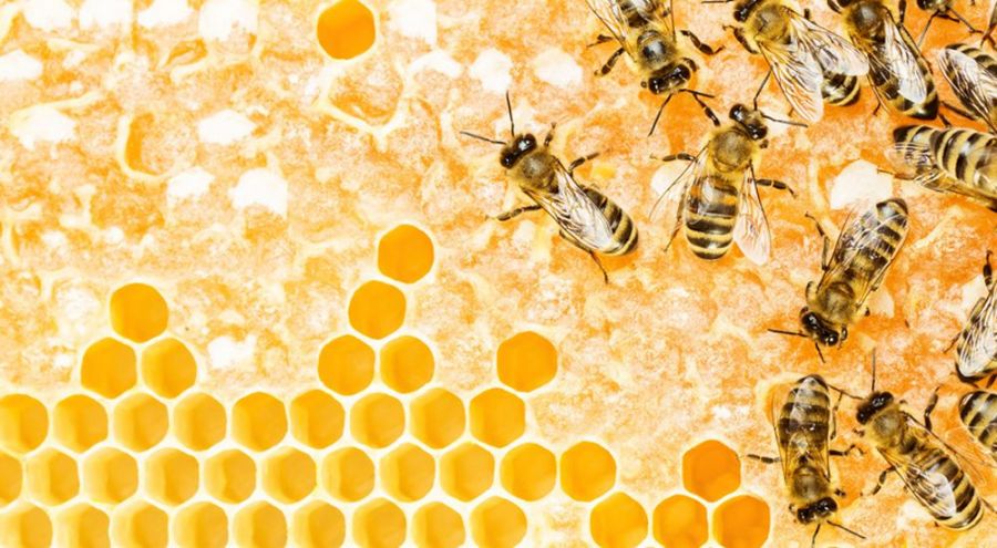 Miel et abeille.jpg