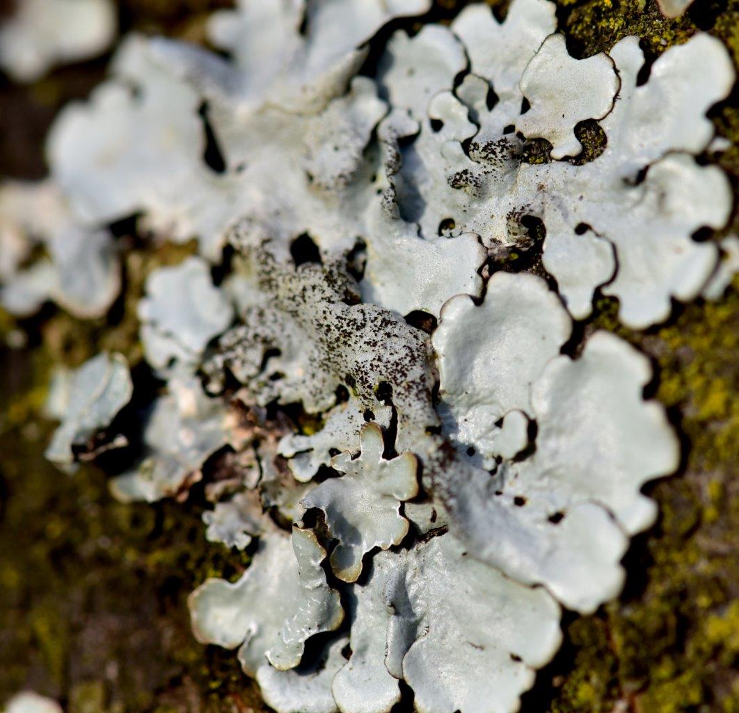 lichen1.jpg
