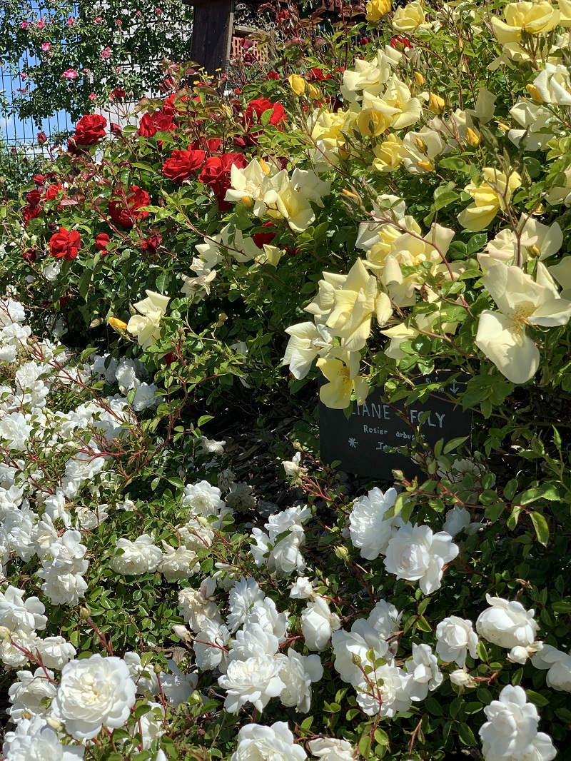 Roseraie_D4V_16.jpg