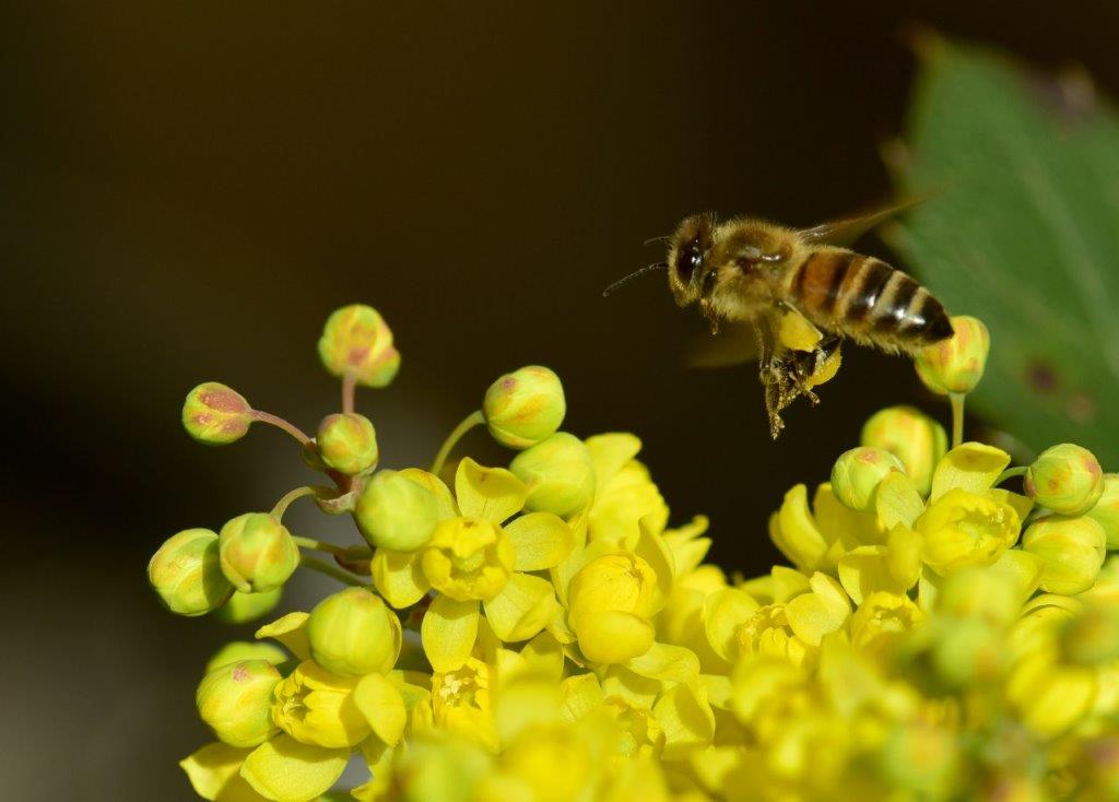 abeillepollen.jpg