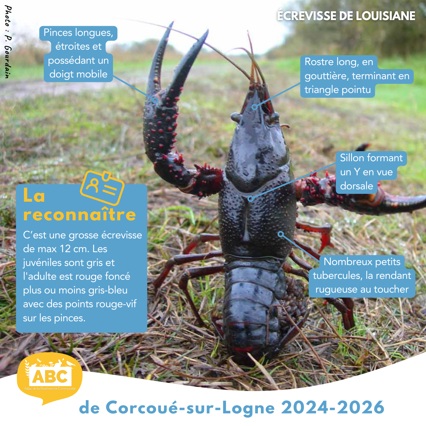 ecrevisse2.png