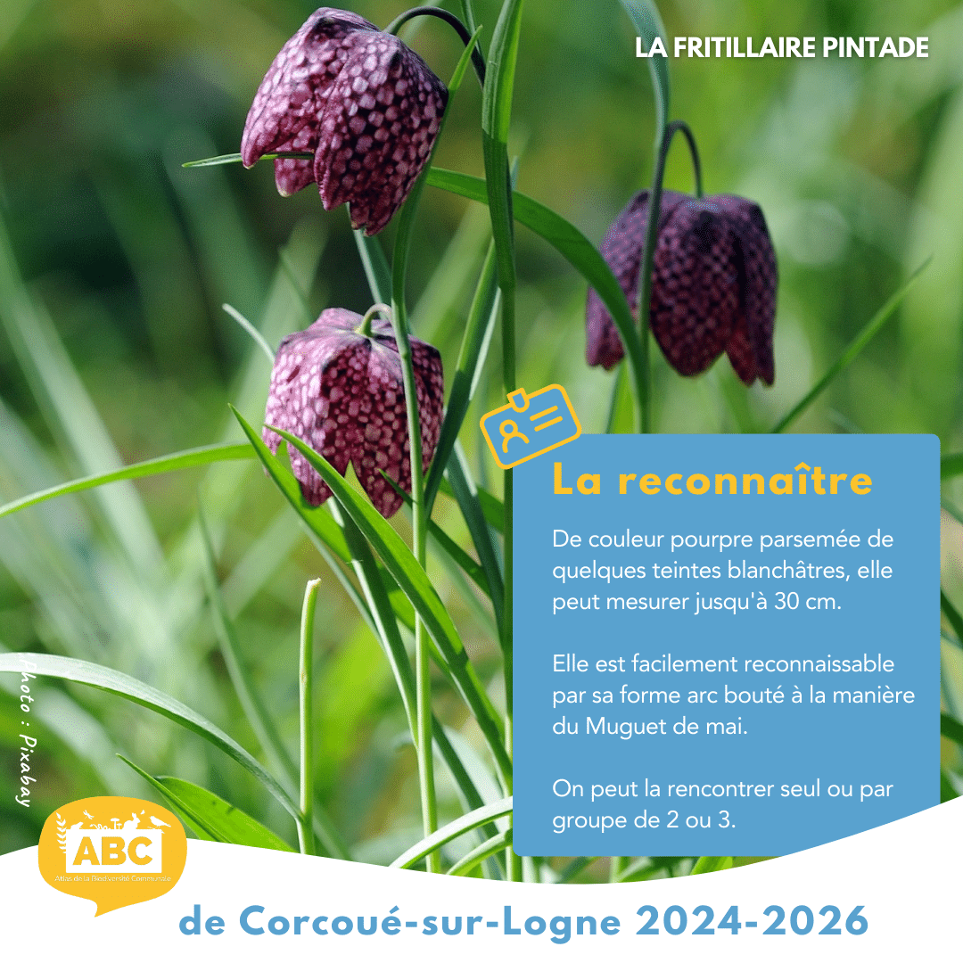 Fritillaire2.png