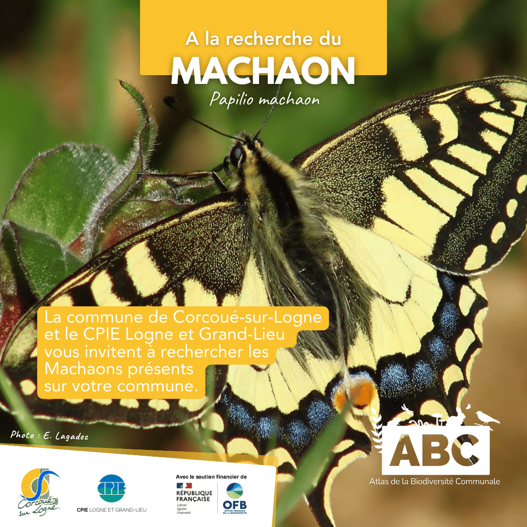 Machaon1.png