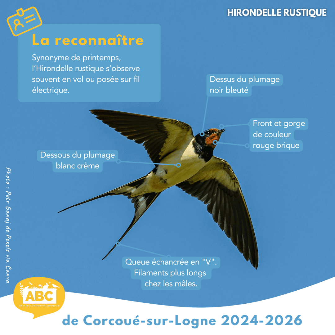 Hirondelle2.png