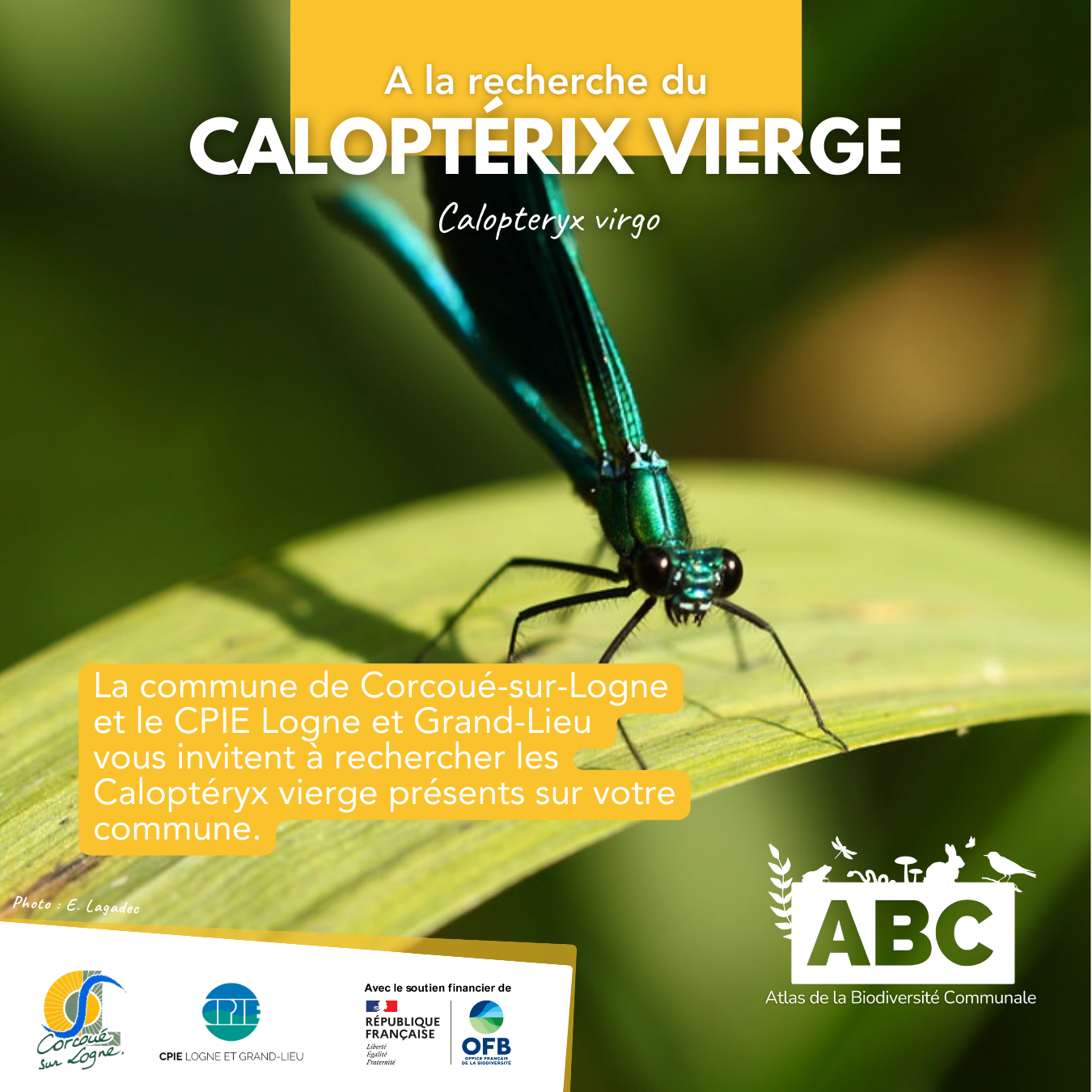 calopteryx1.png