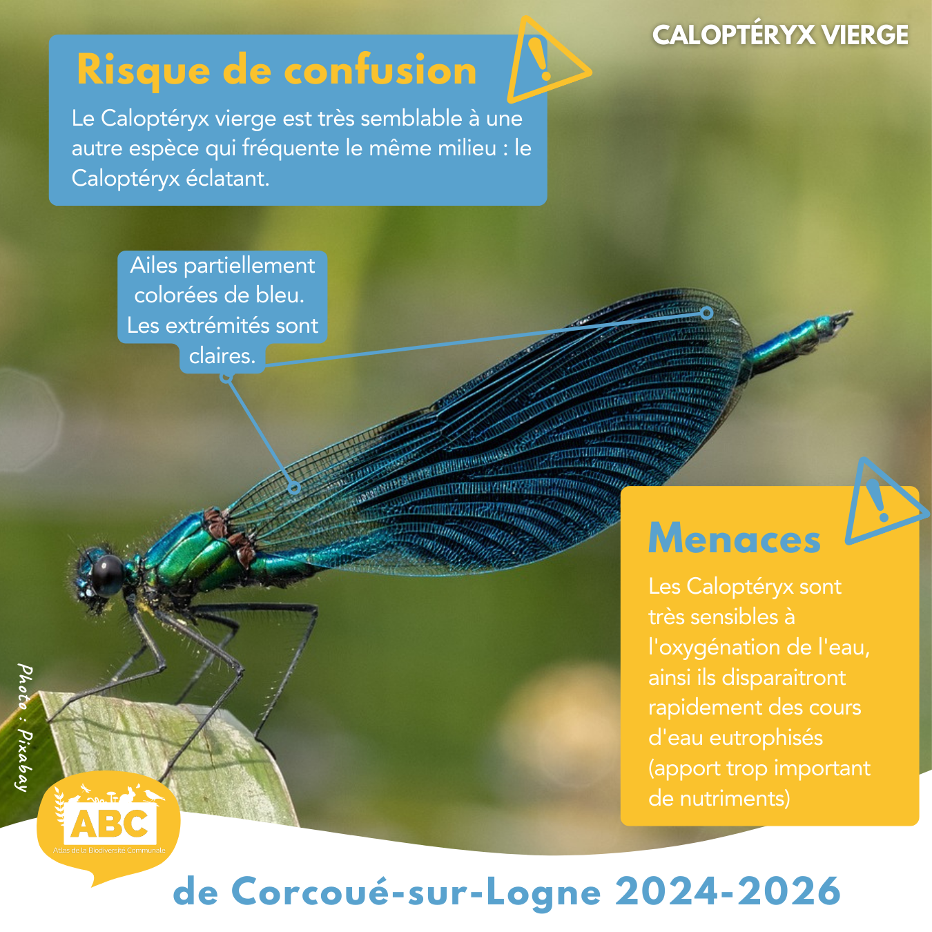 calopteryx4.png