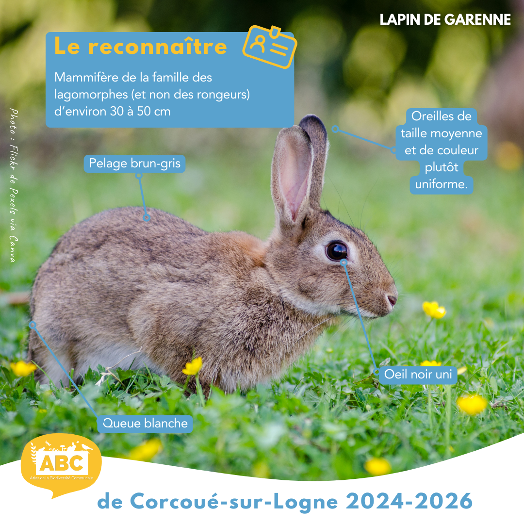 lapin2.png