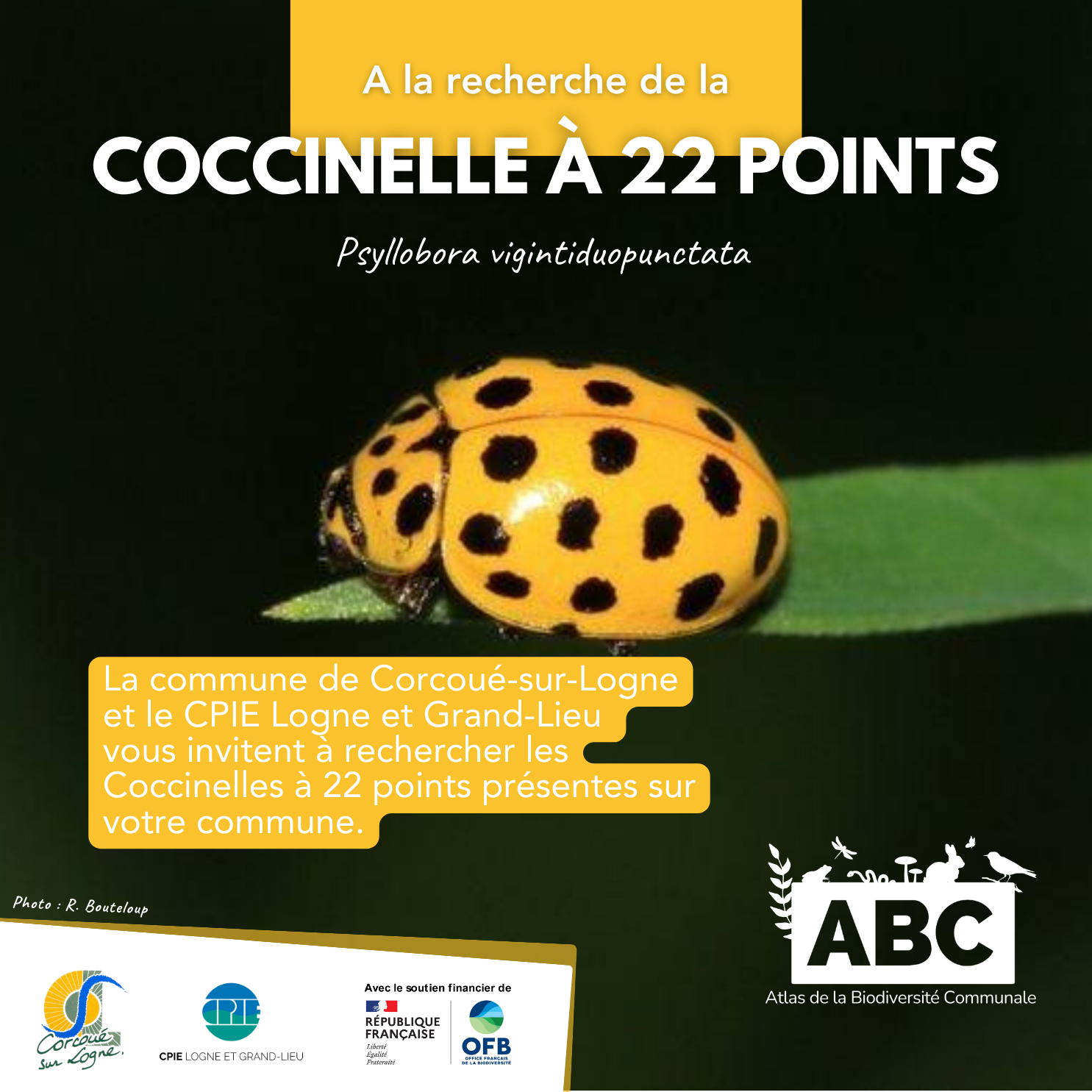 coccinelle1.png