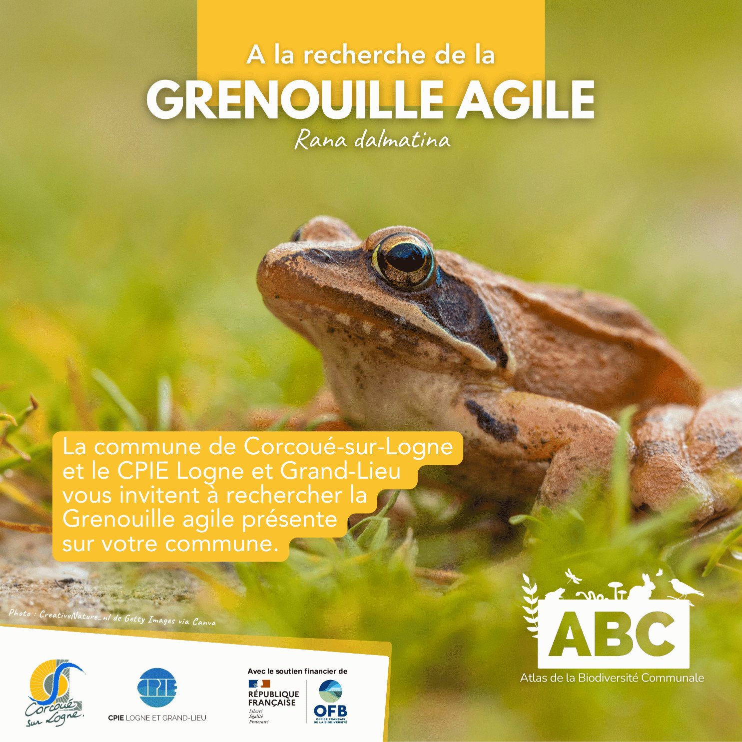 Grenouille1.png