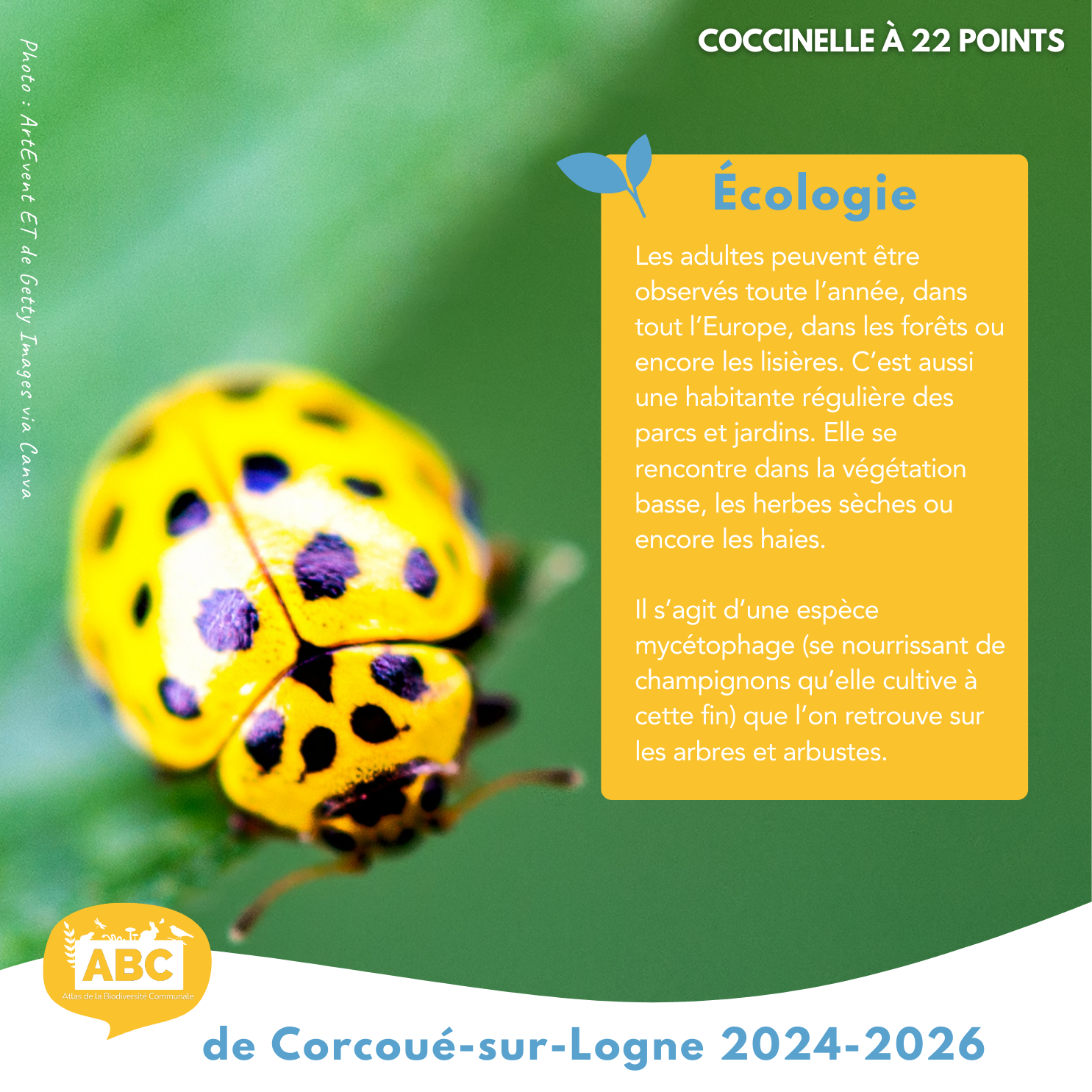 coccinelle3.png