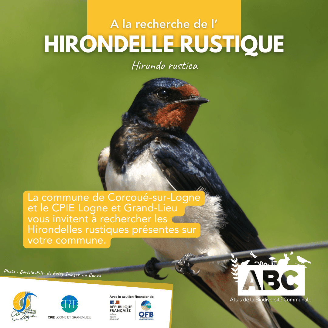 Hirondelle1.png