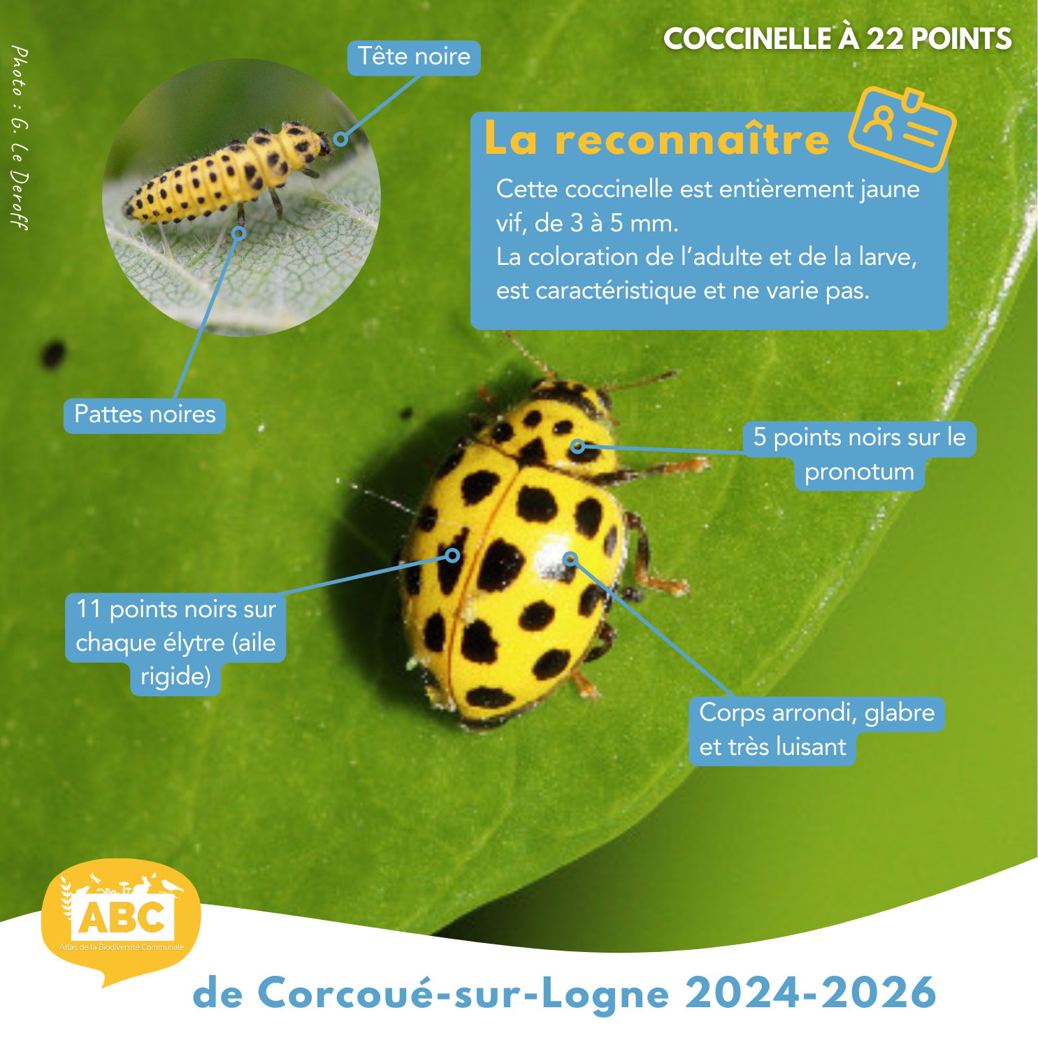 coccinelle2.png