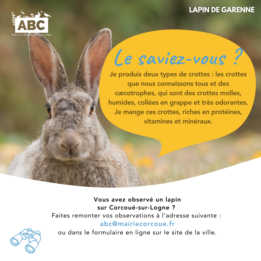lapin5.png