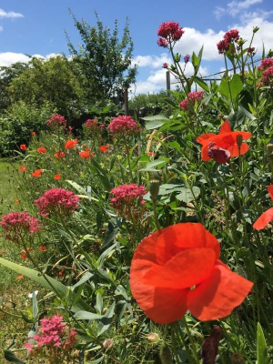 Jardin-naturel-fleurs.png