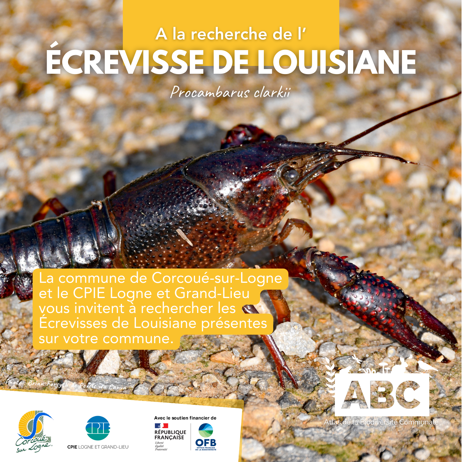 ecrevisse1.png