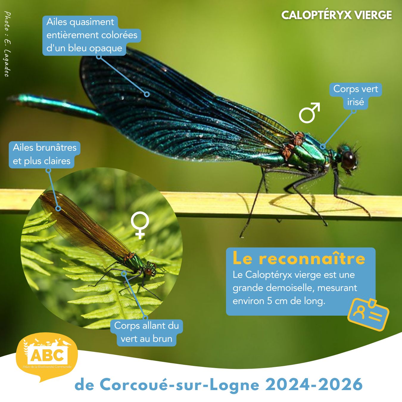 calopteryx2.png
