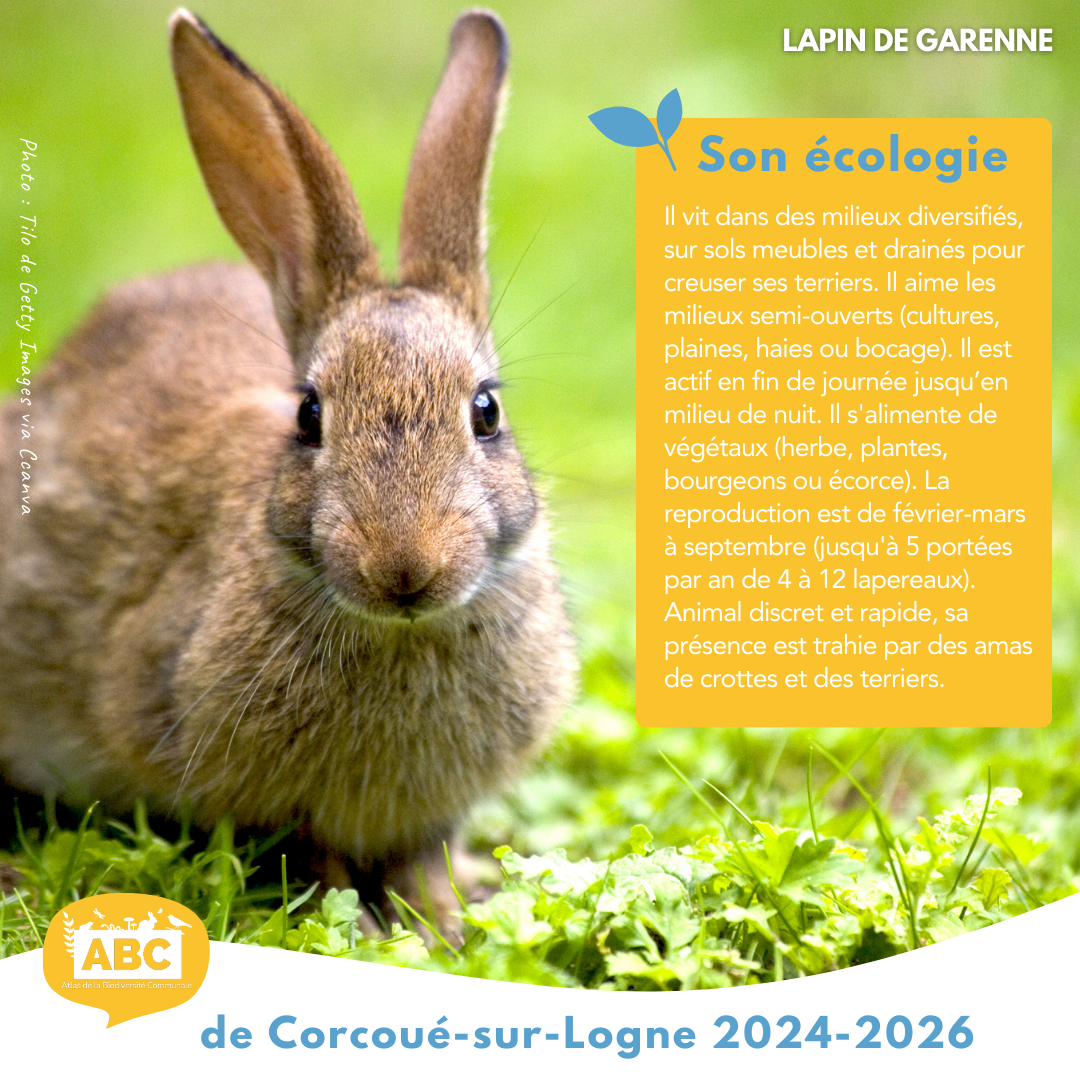 lapin3.png