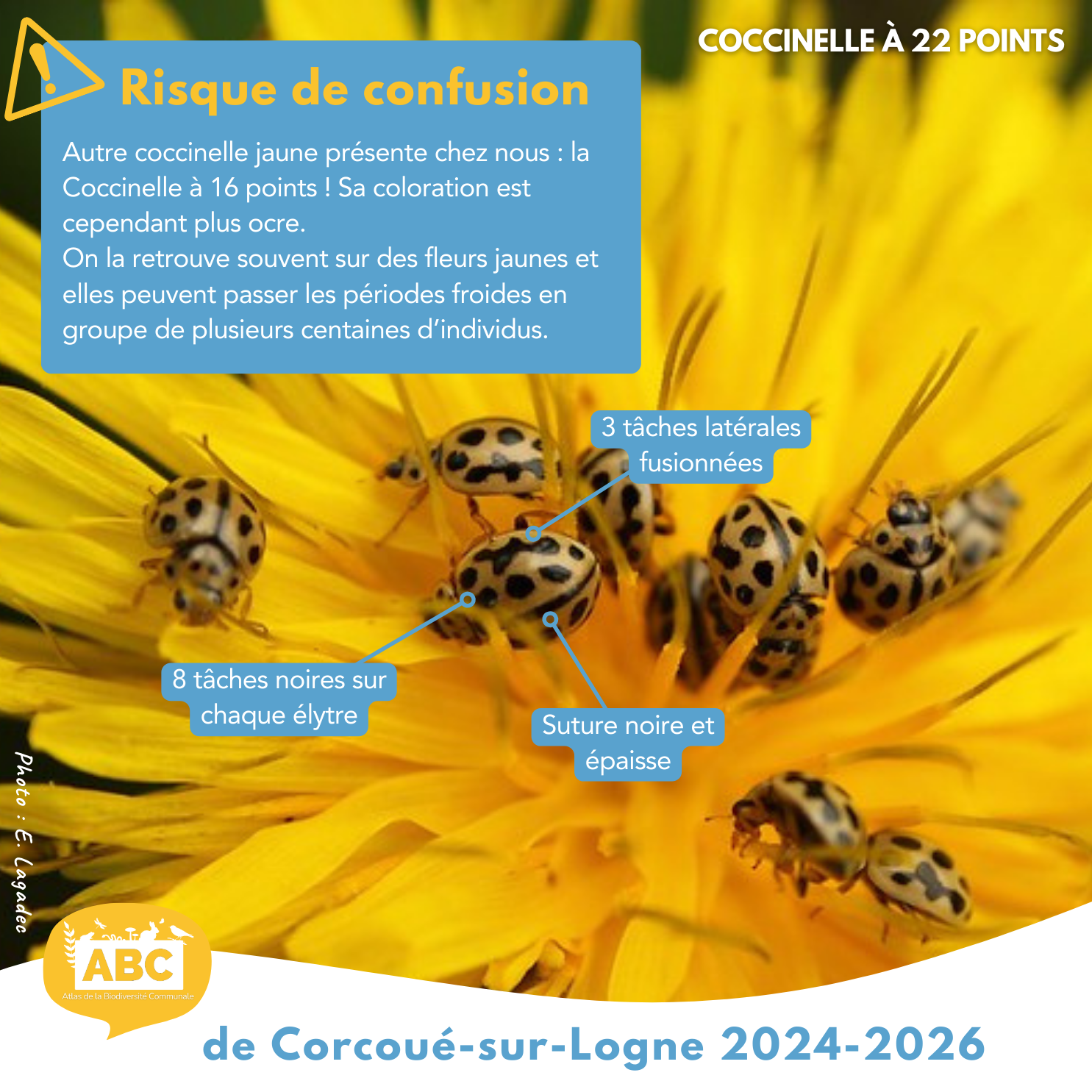 coccinelle4.png
