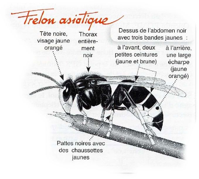 frelon-asiatique_description.jpg