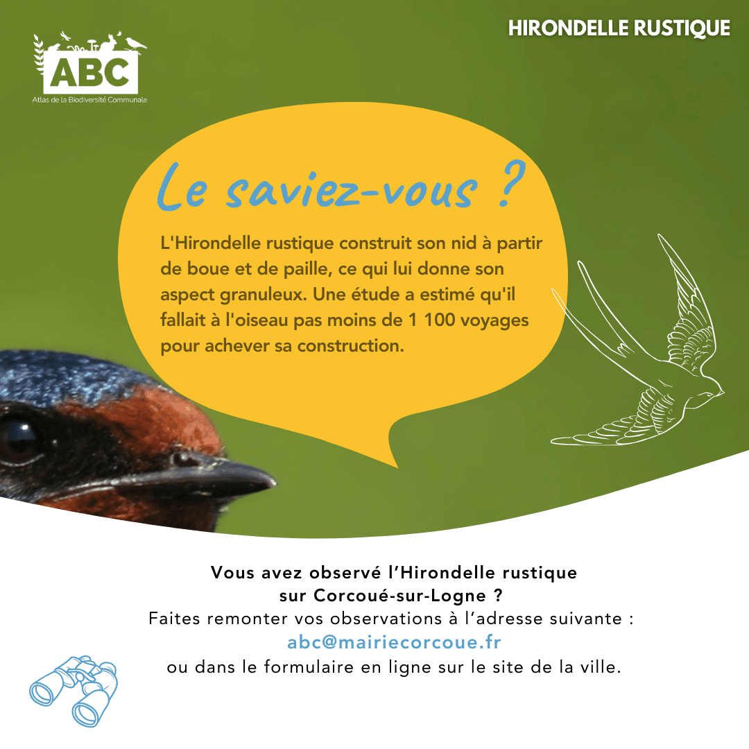 Hirondelle5.png