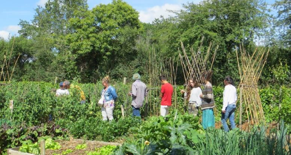 Jardin-naturel-potager.png