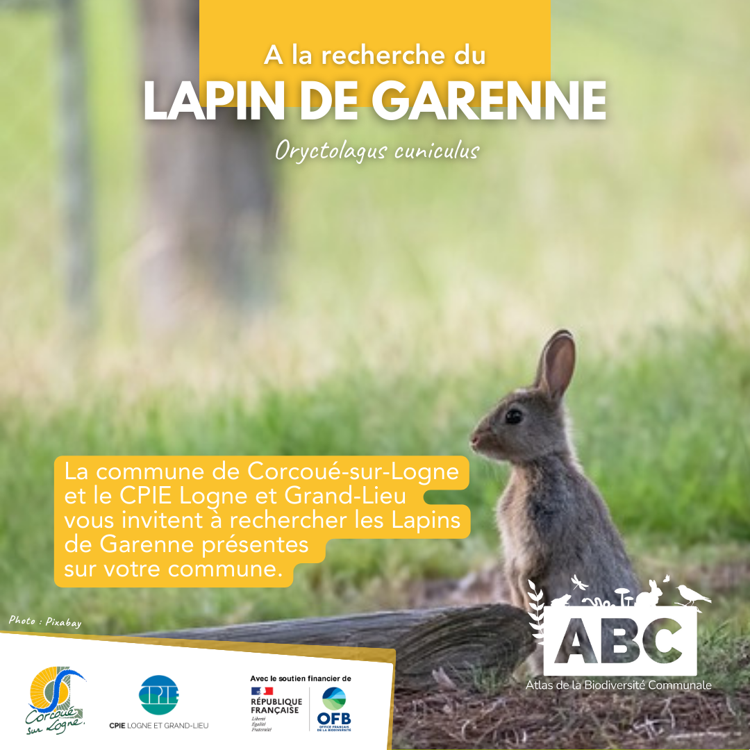 lapin1.png