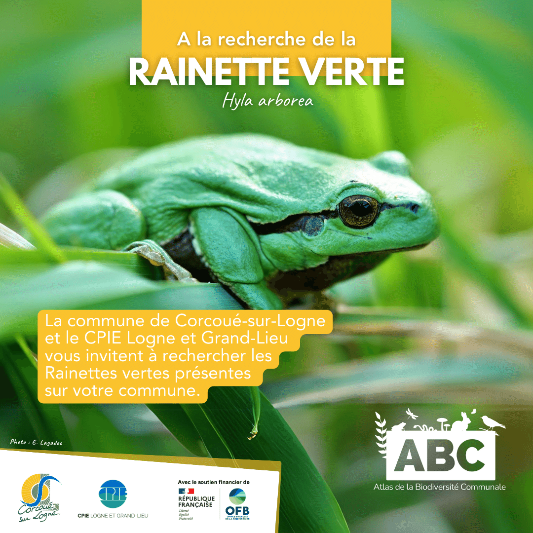 rainette1.png