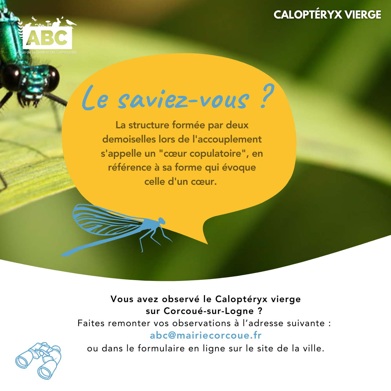 calopteryx5.png