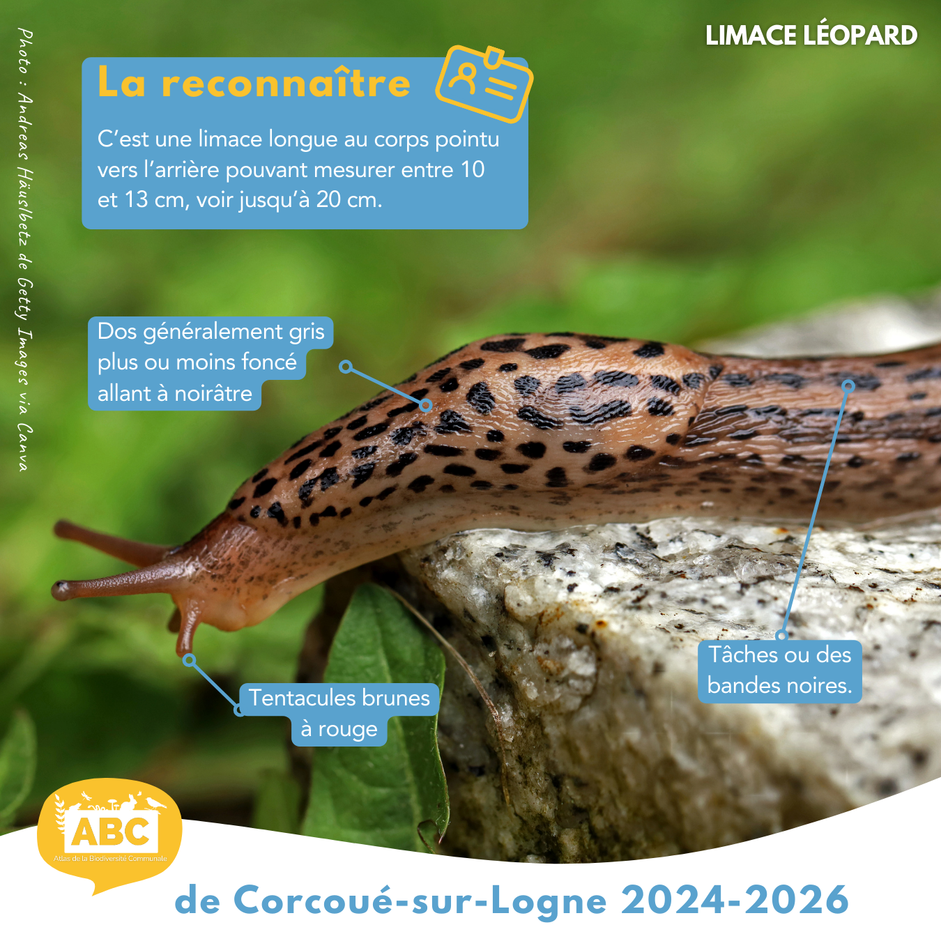 limace2.png
