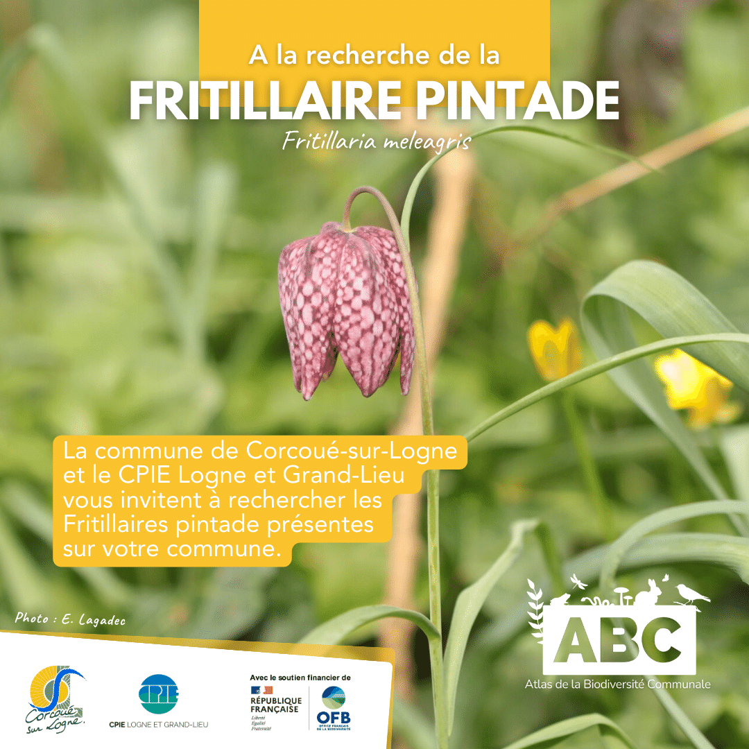 Fritillaire1.png
