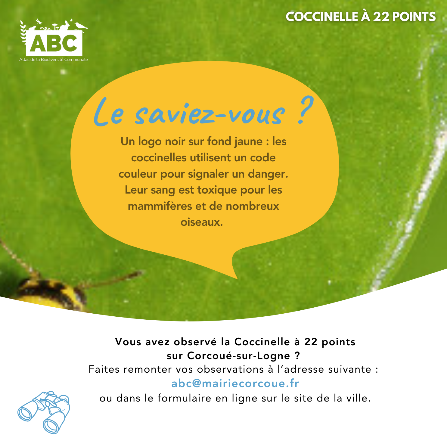 coccinelle5.png