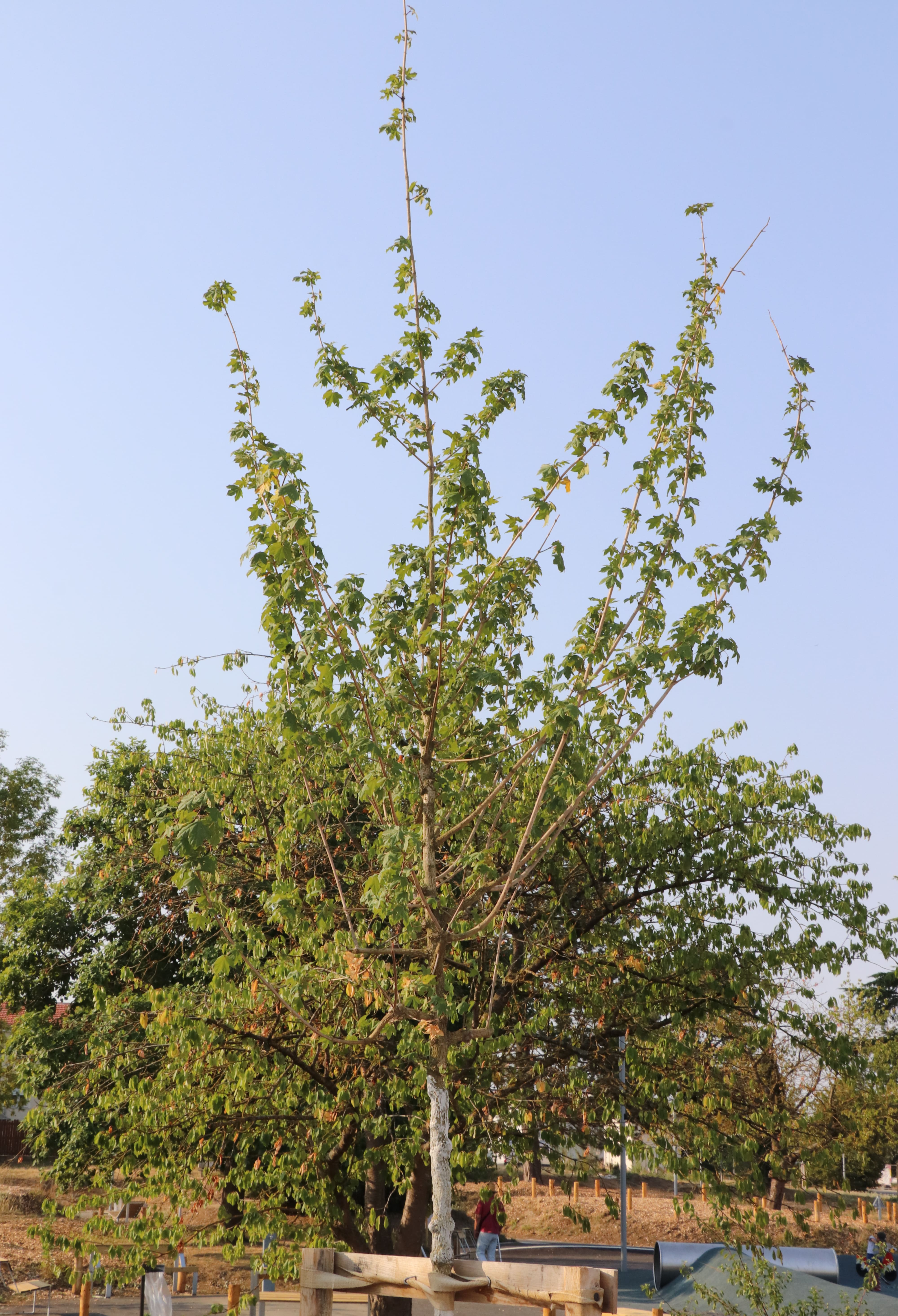 2026 07 30 ARBRES 9.jpg