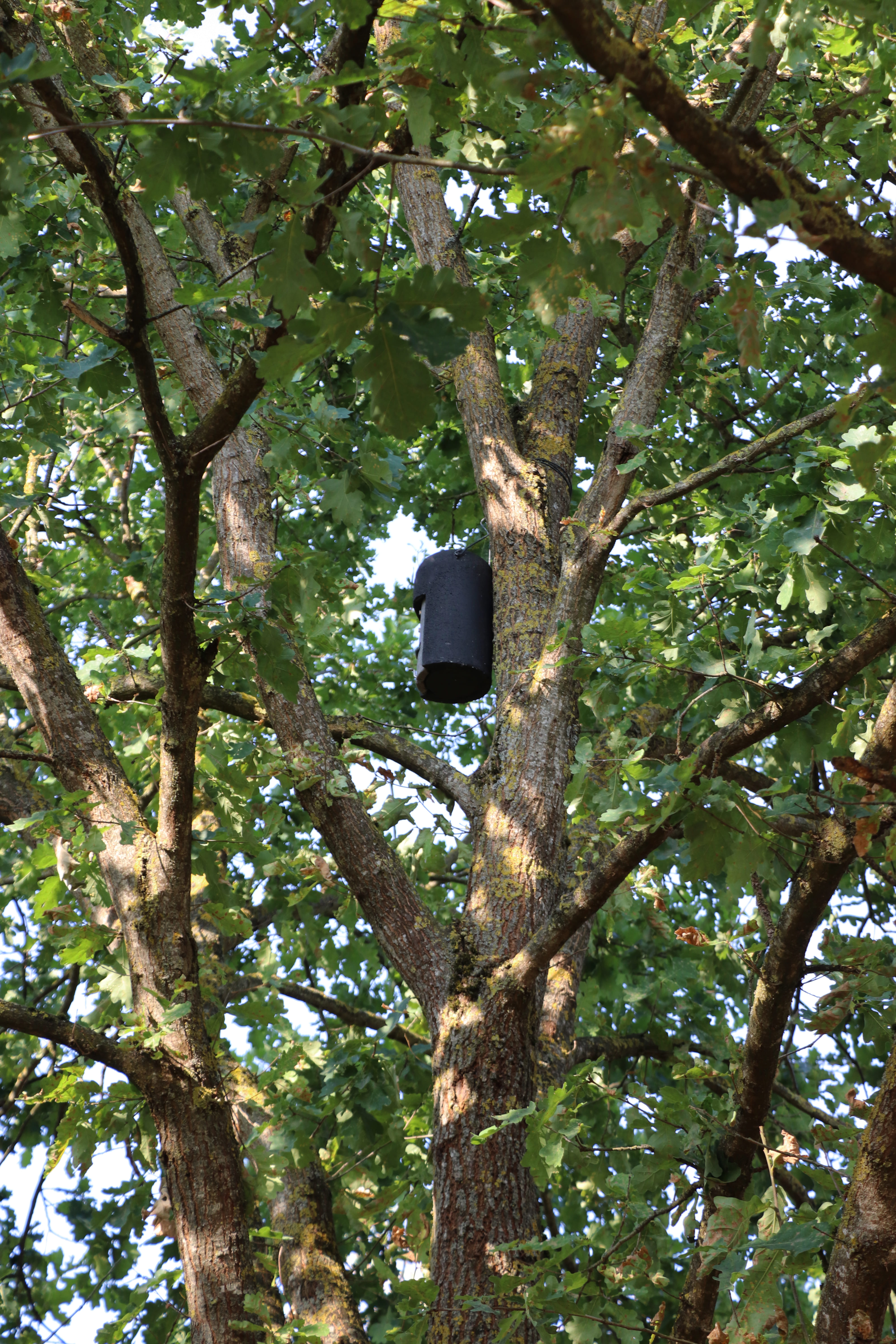 2026 07 30 ARBRES 3.jpg