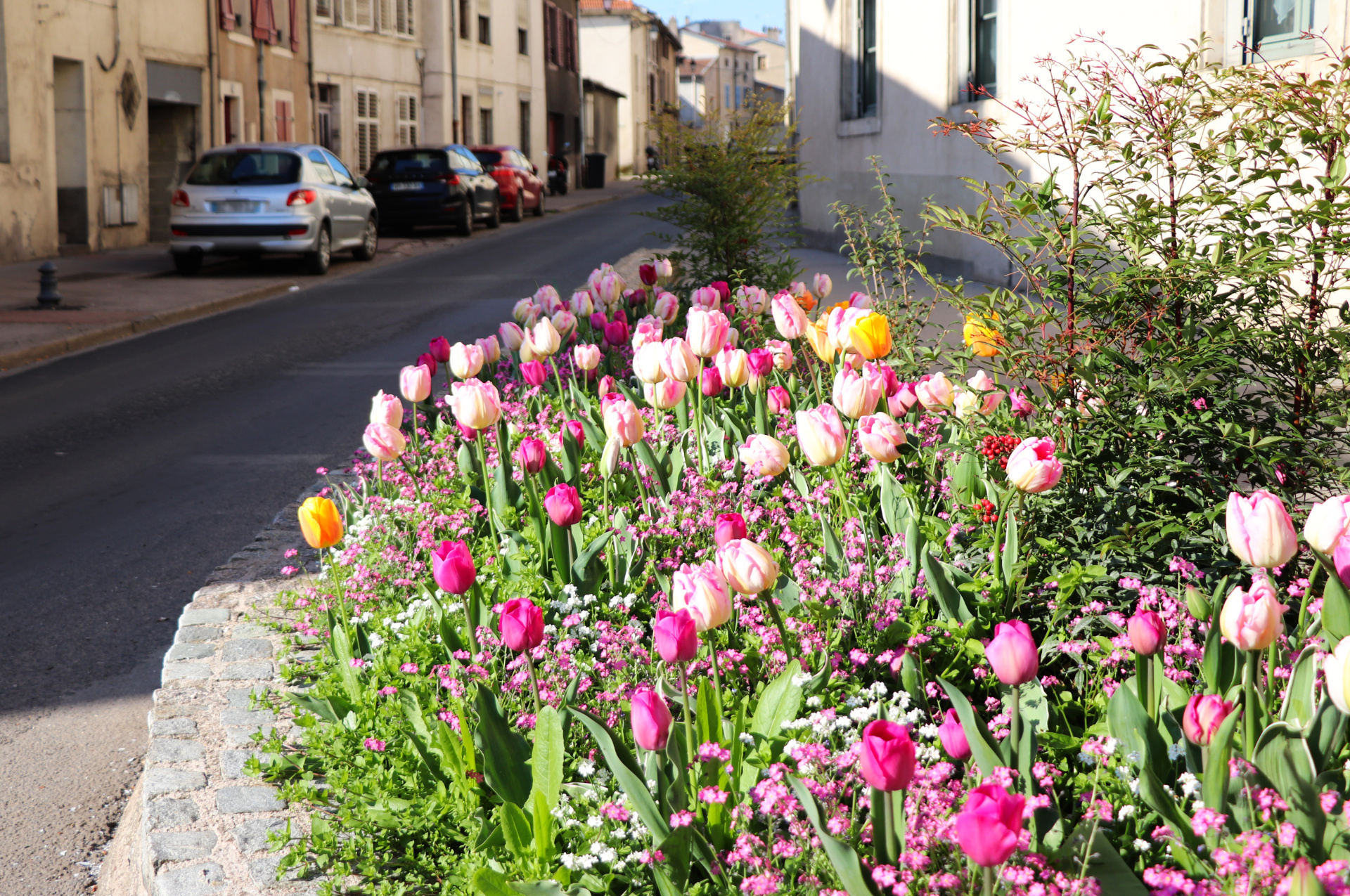 2023 04 20 Fleurs 5.jpg