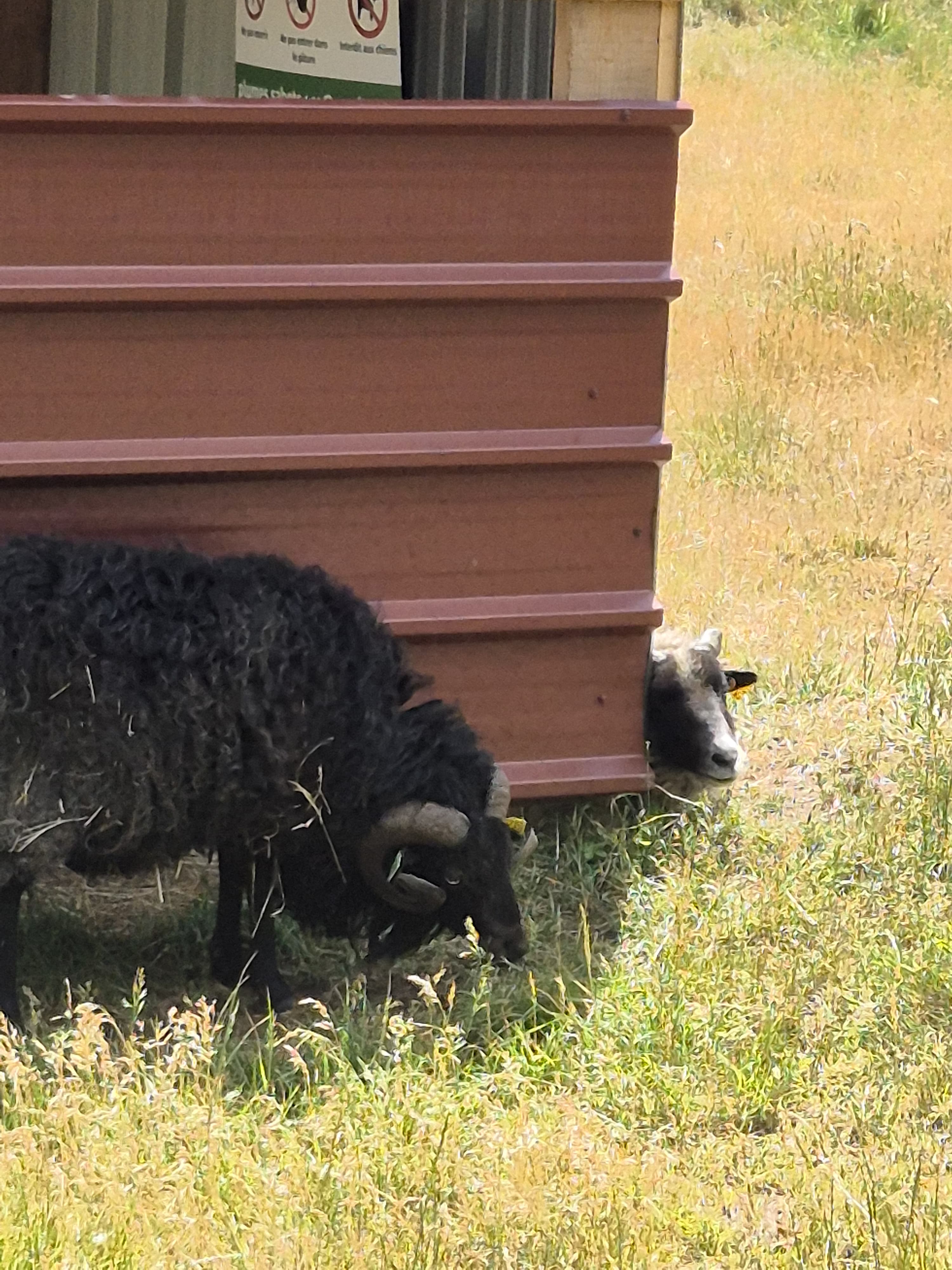 2026 06 05 mouton.jpg