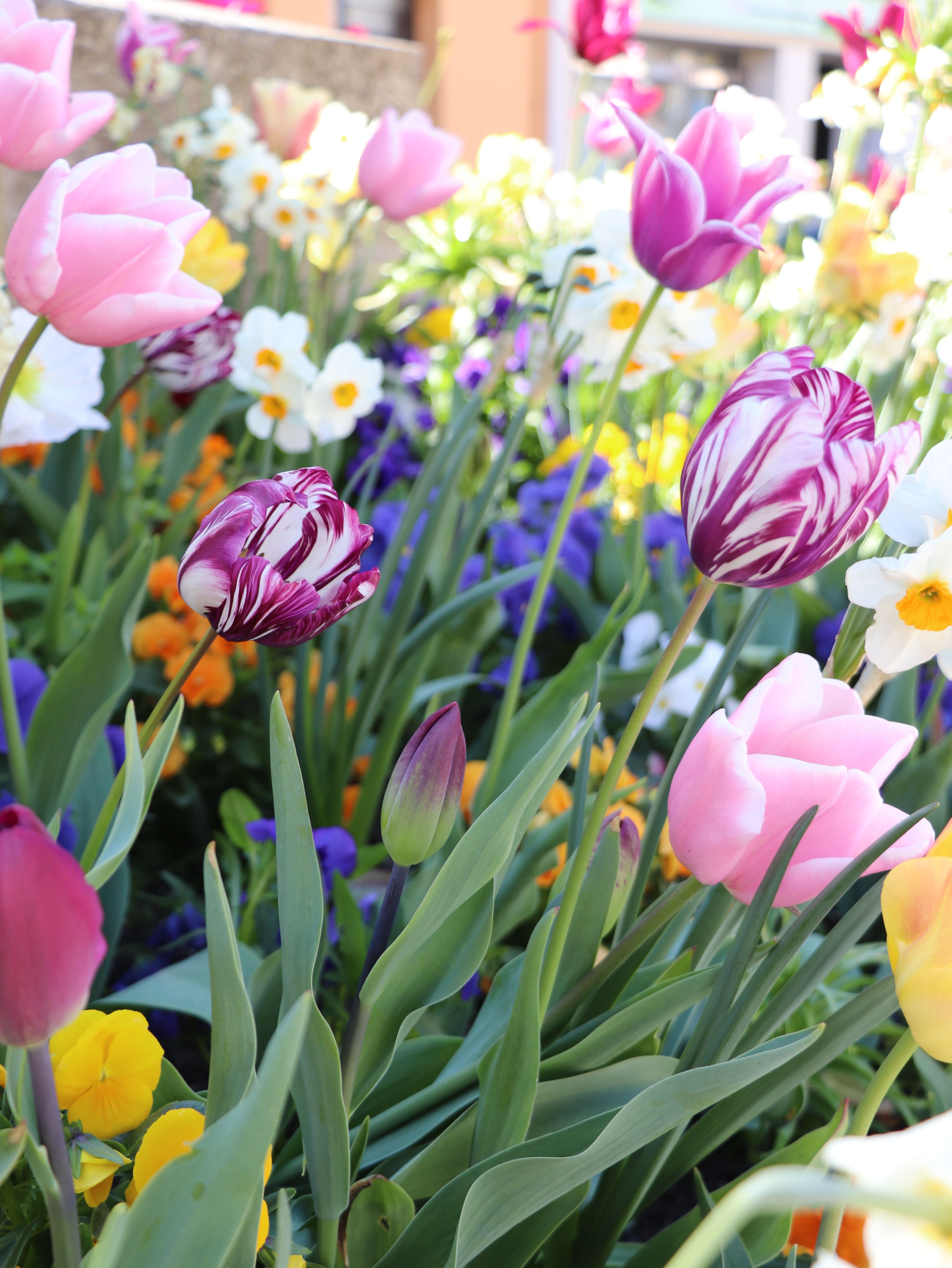 2026 04 23 fleurissement _3_.jpg