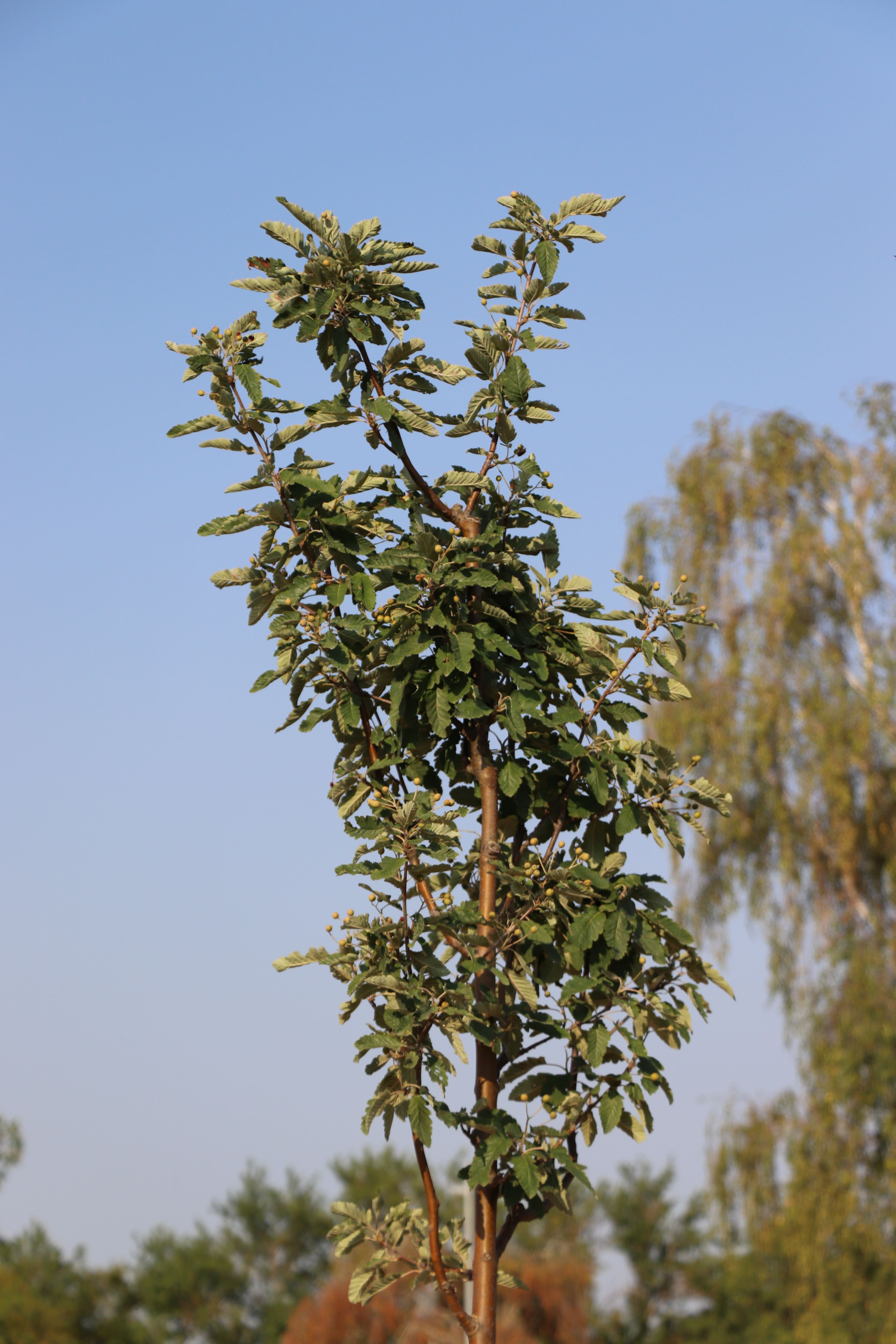 2026 07 30 ARBRES 7.jpg