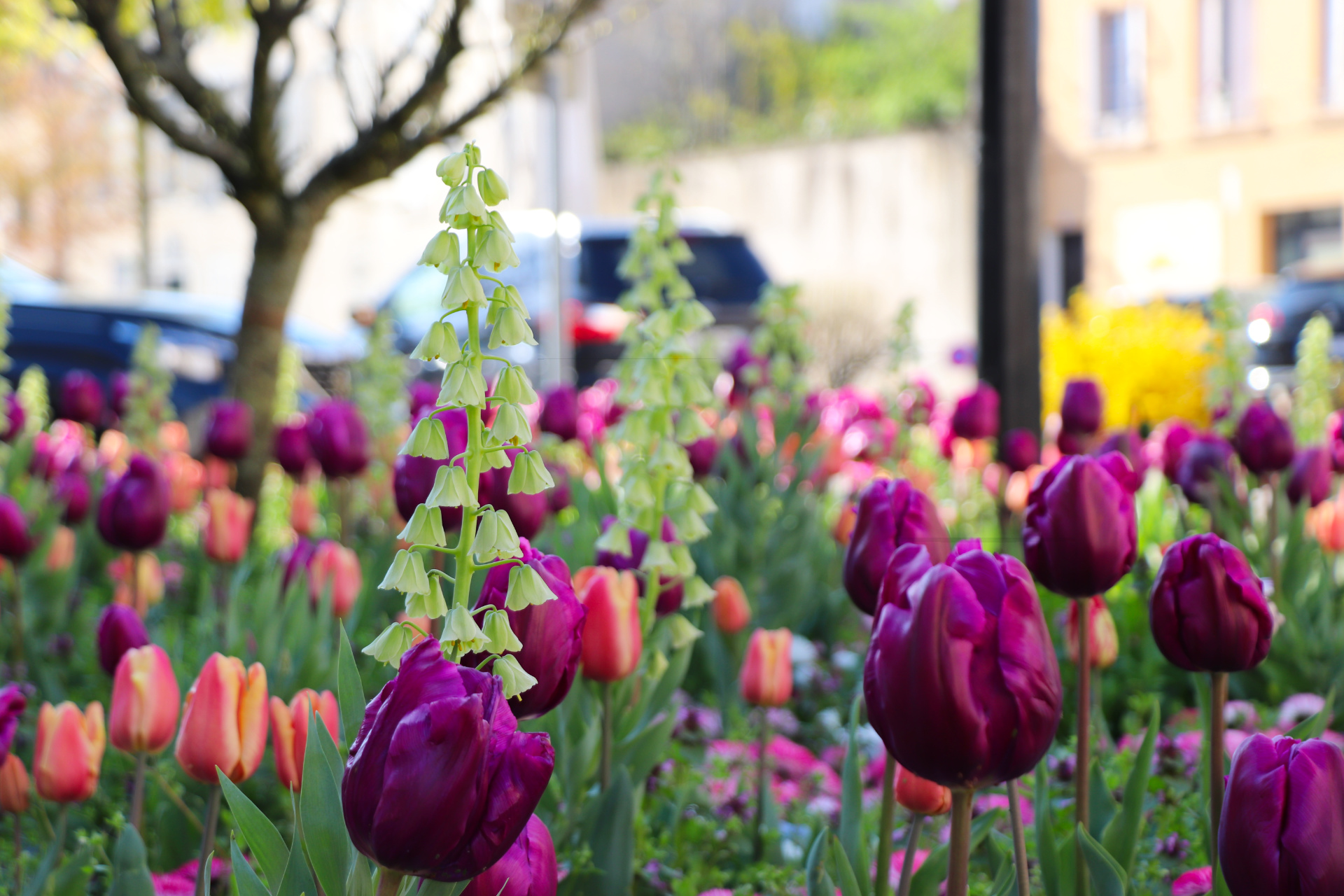 2023 04 20 Fleurs 1.jpg