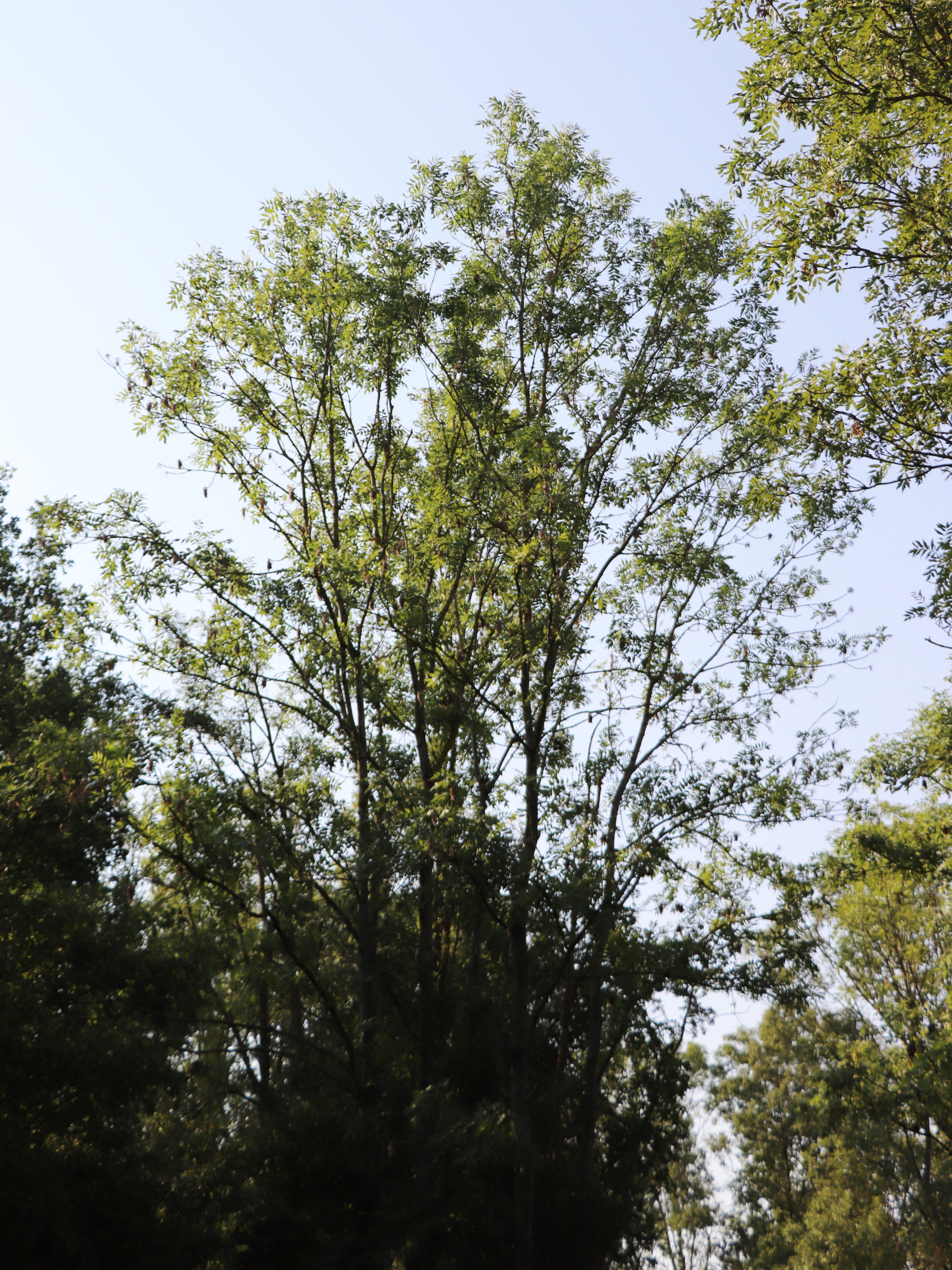 2026 07 30 ARBRES 5.jpg