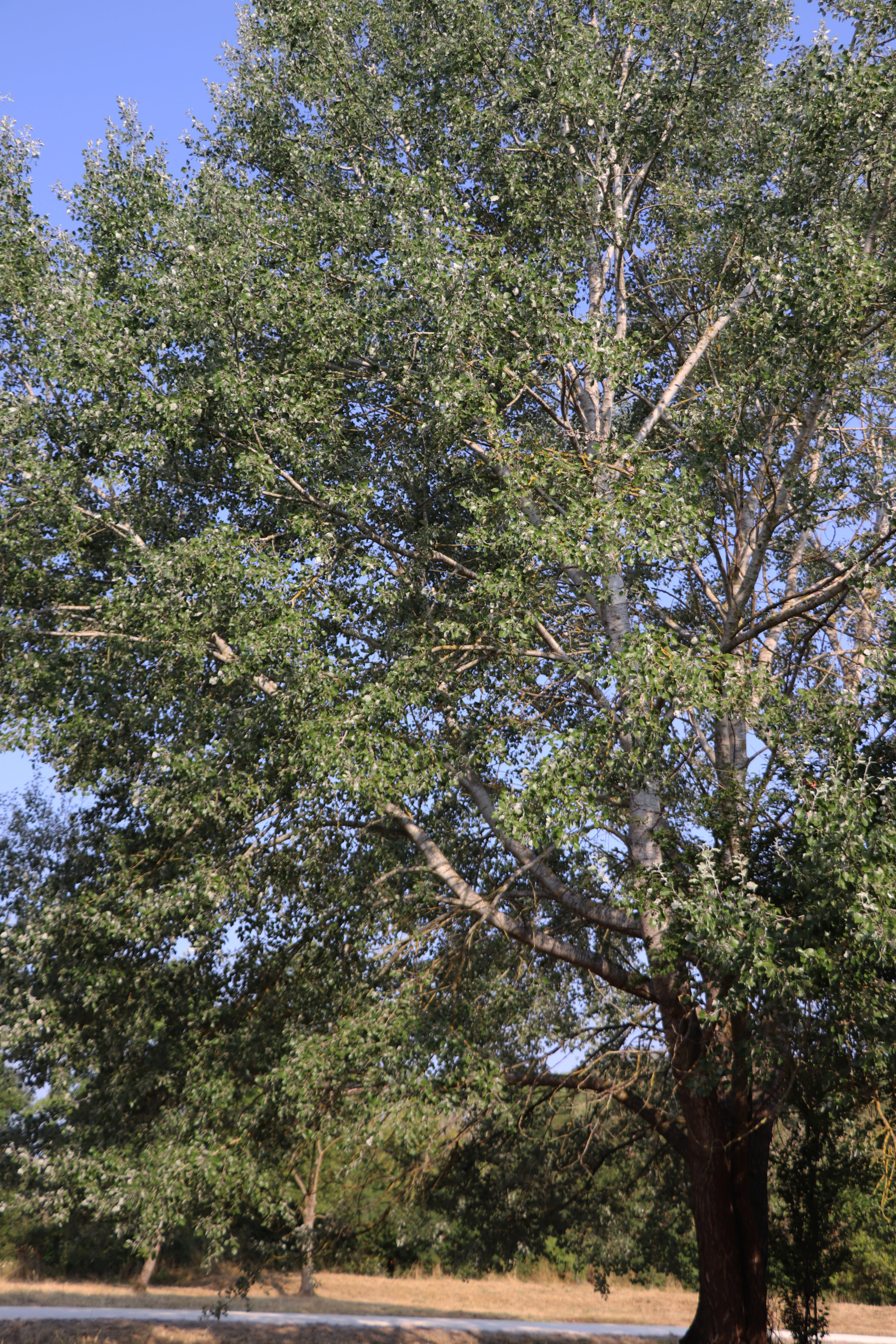 2026 07 30 ARBRES 6.jpg