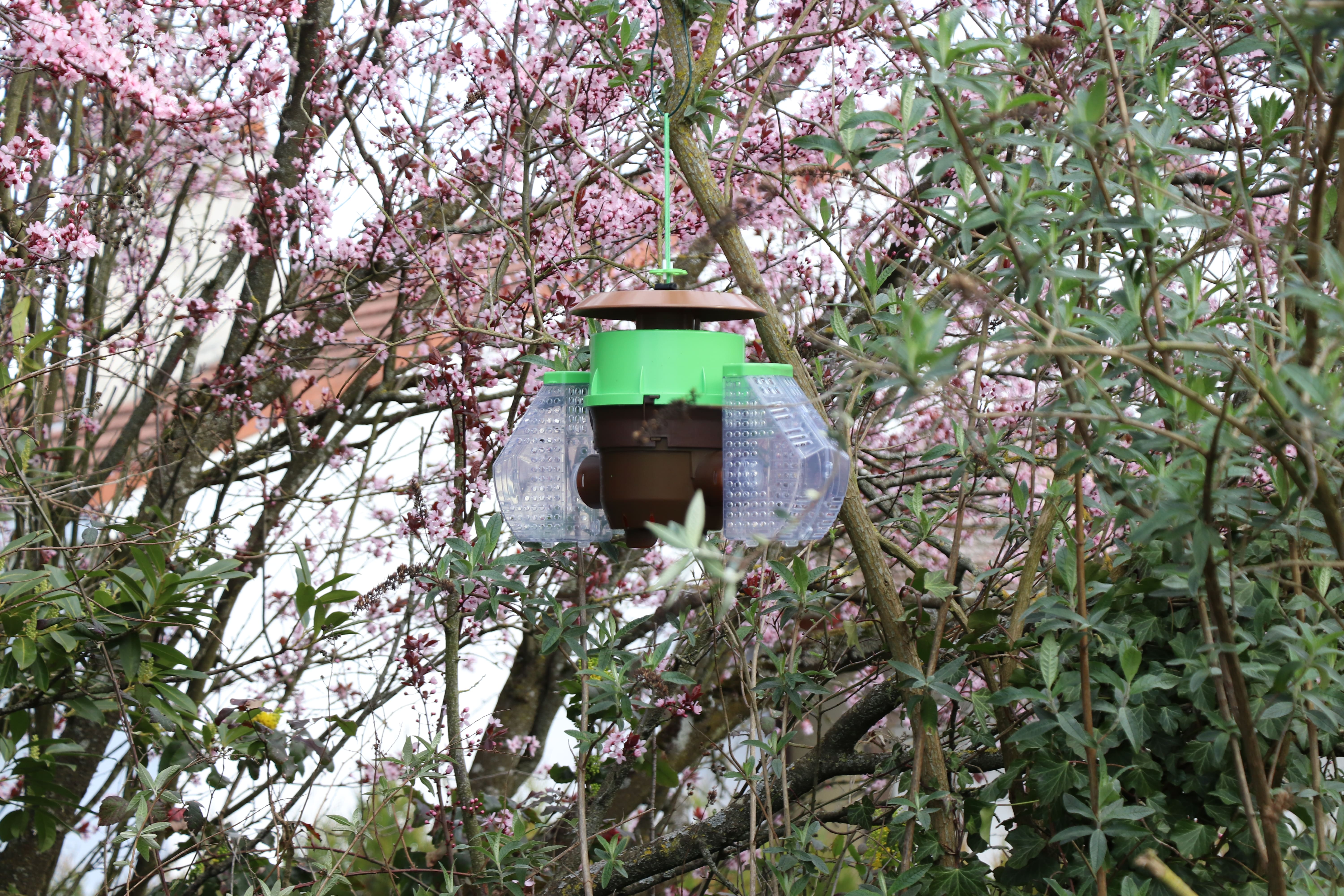 2026 03 18 frelon.jpg