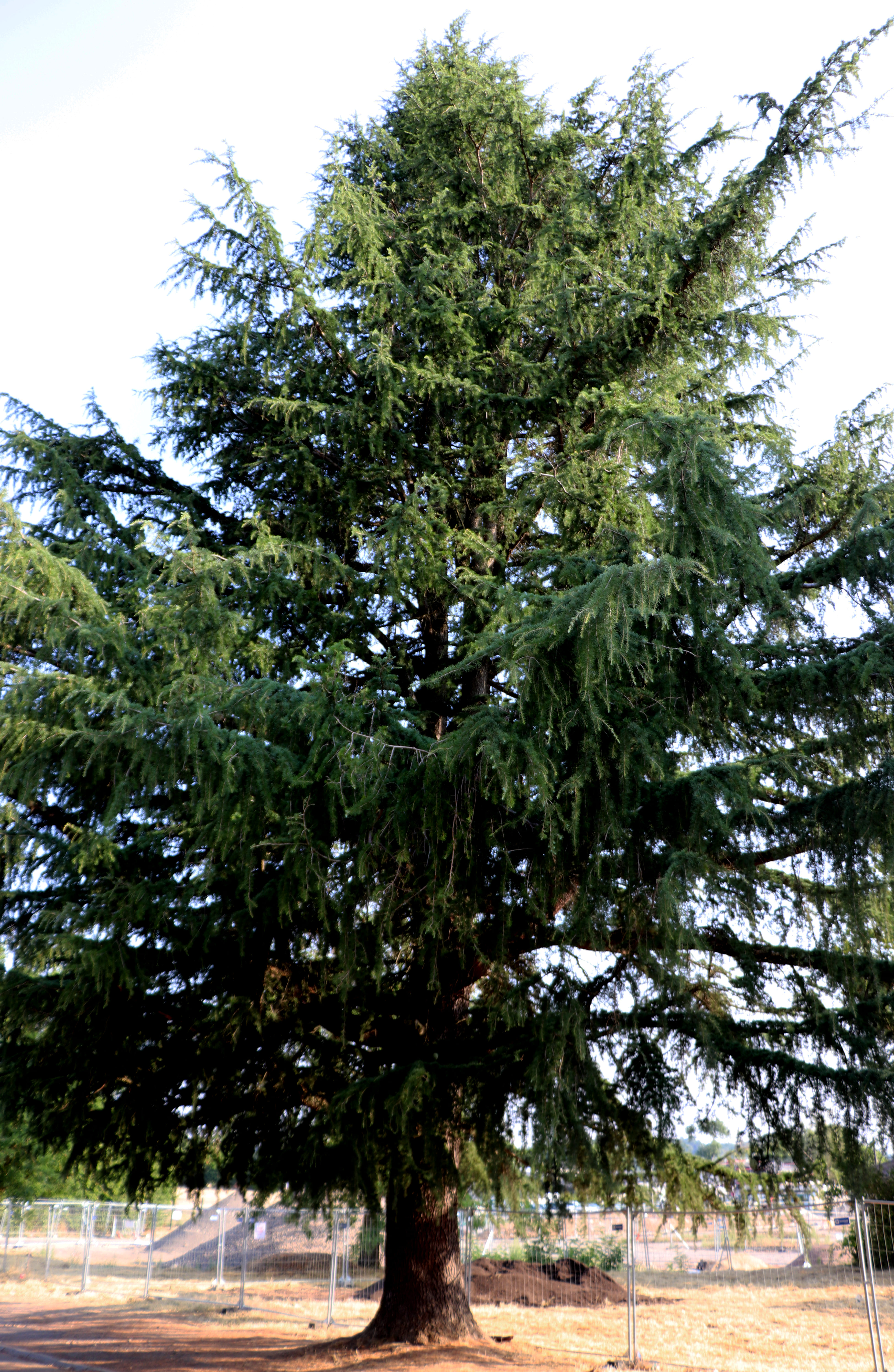 2026 07 30 ARBRES 1.jpg