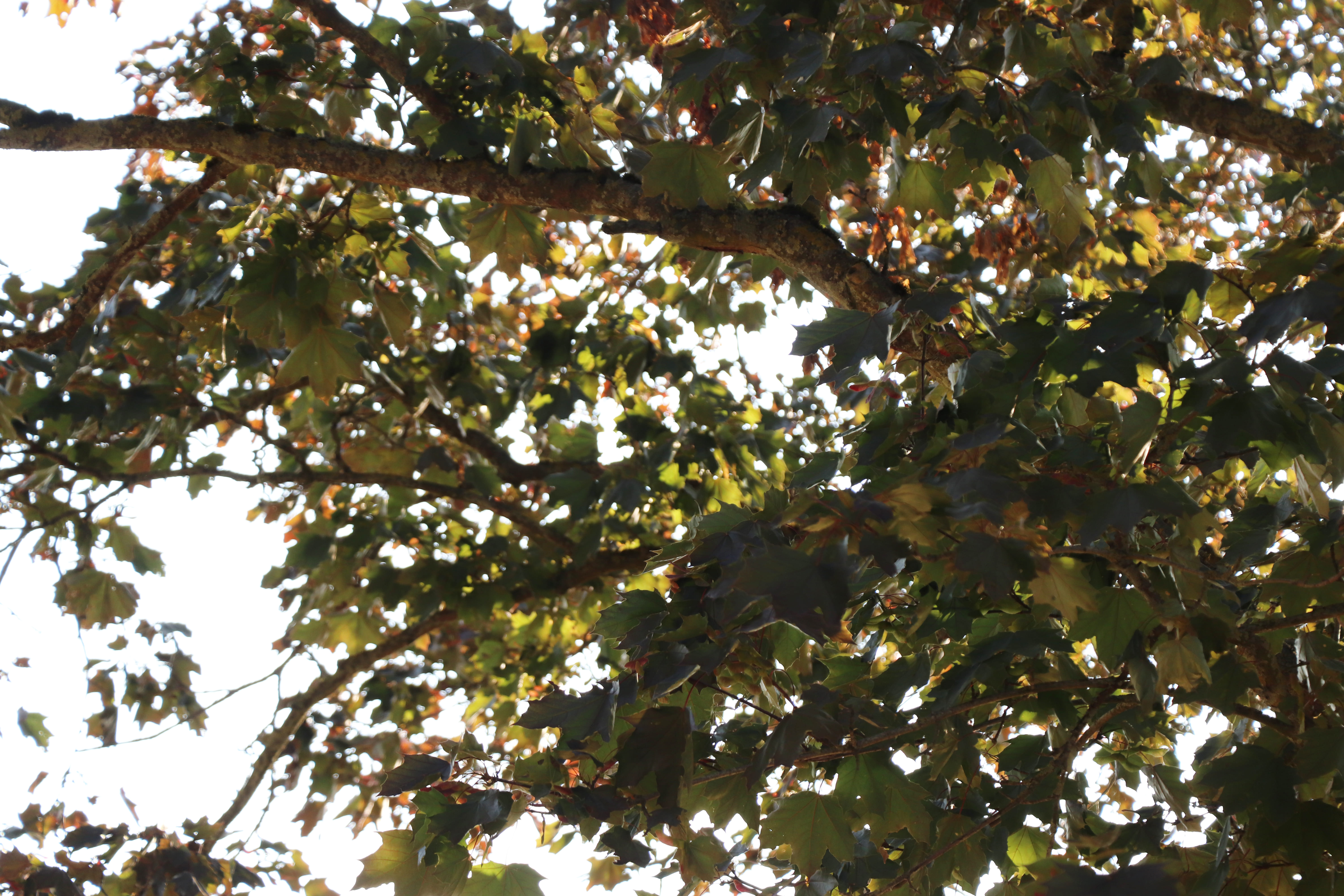 2026 07 30 ARBRES 2.jpg