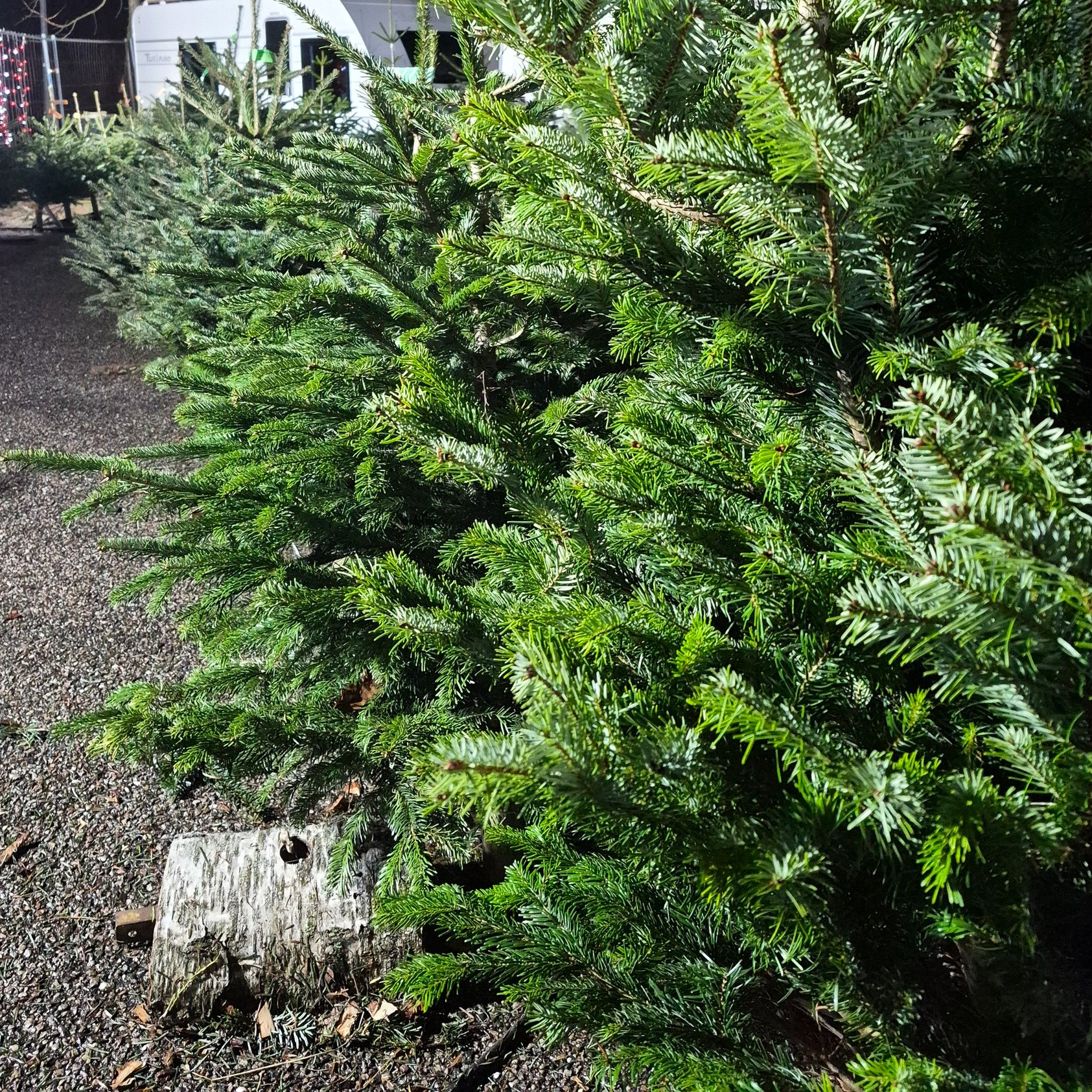 2025 12 12 sapin 2.jpg