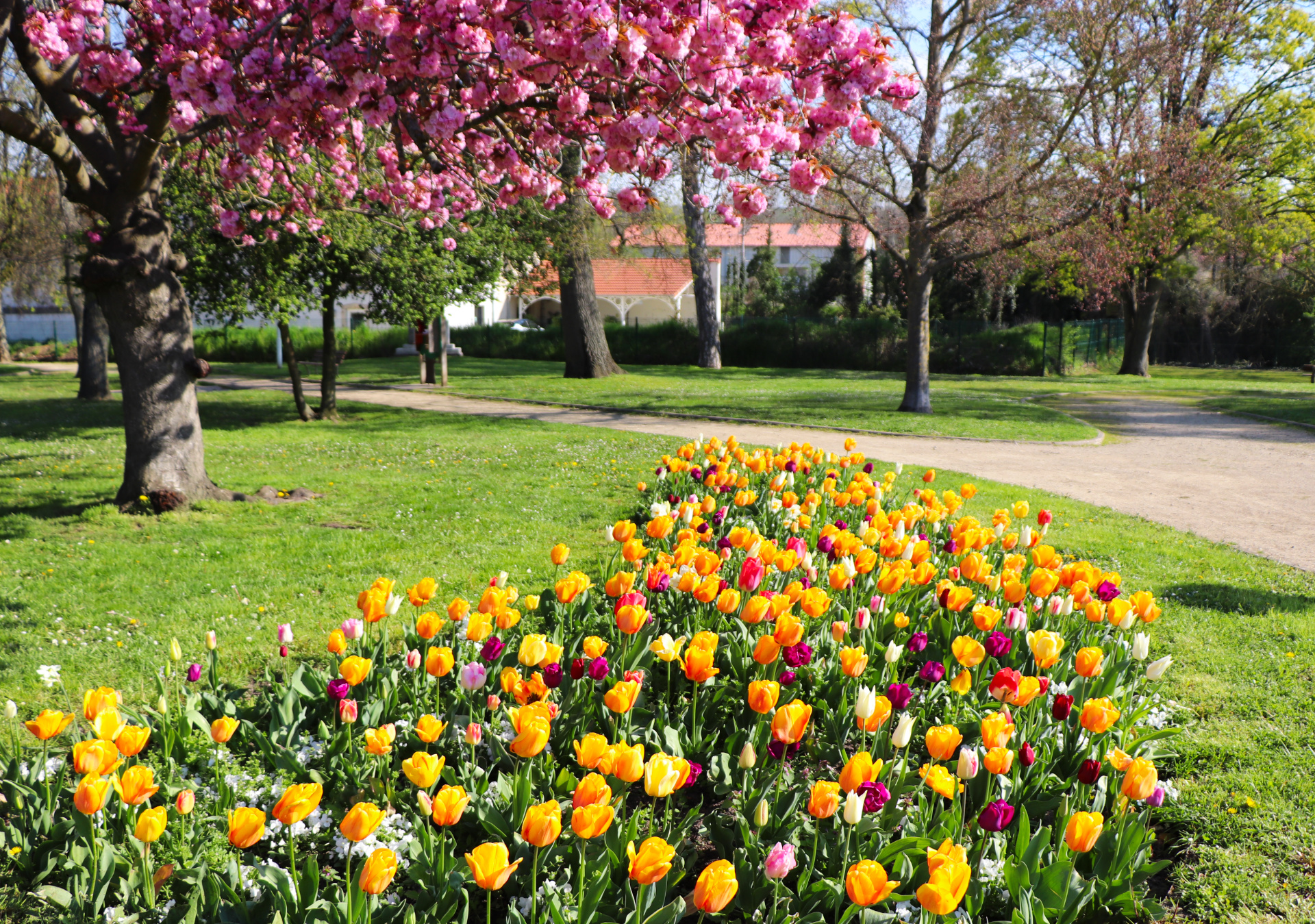 2023 04 20 Fleurs 3.jpg