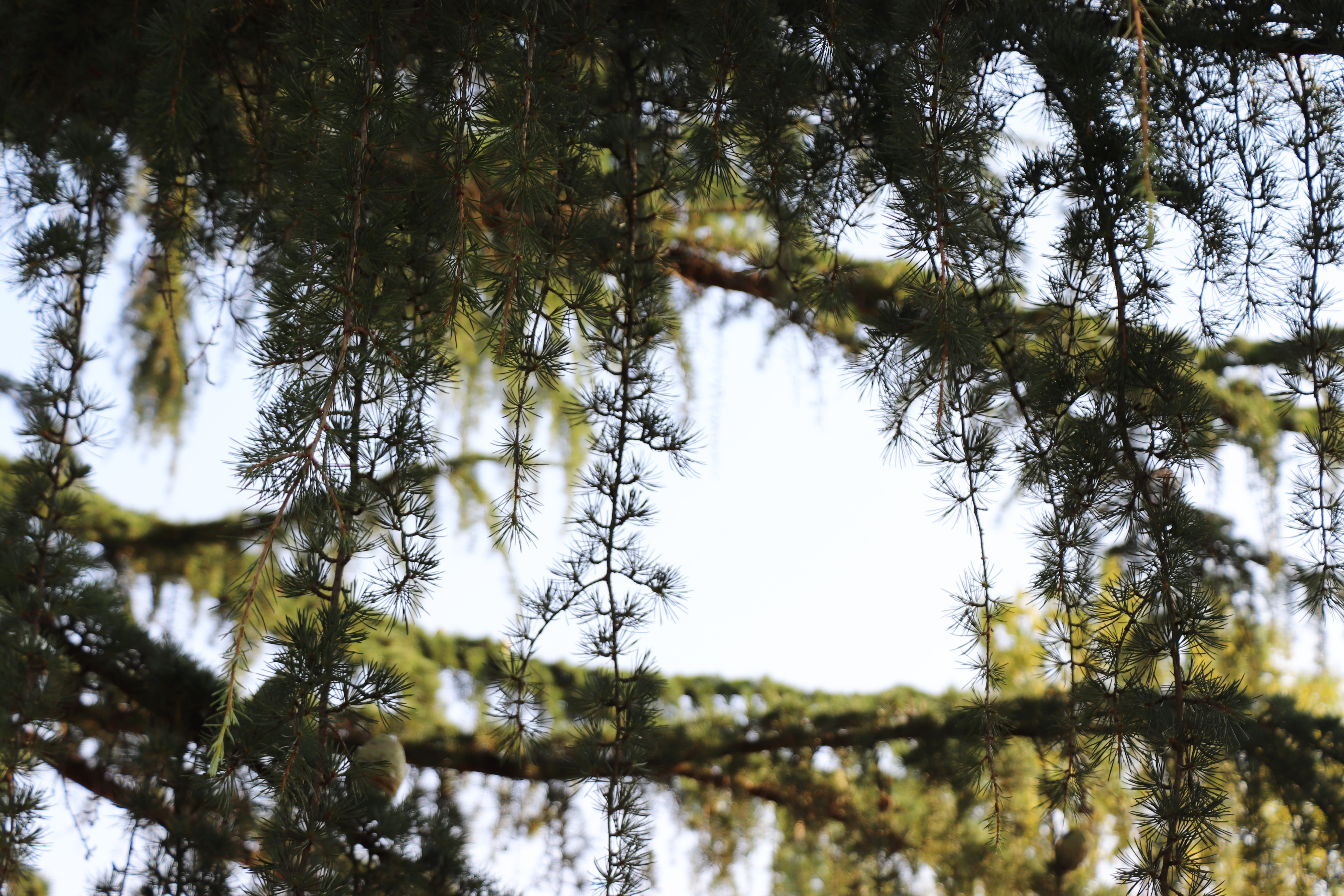 2026 07 30 ARBRES.jpg